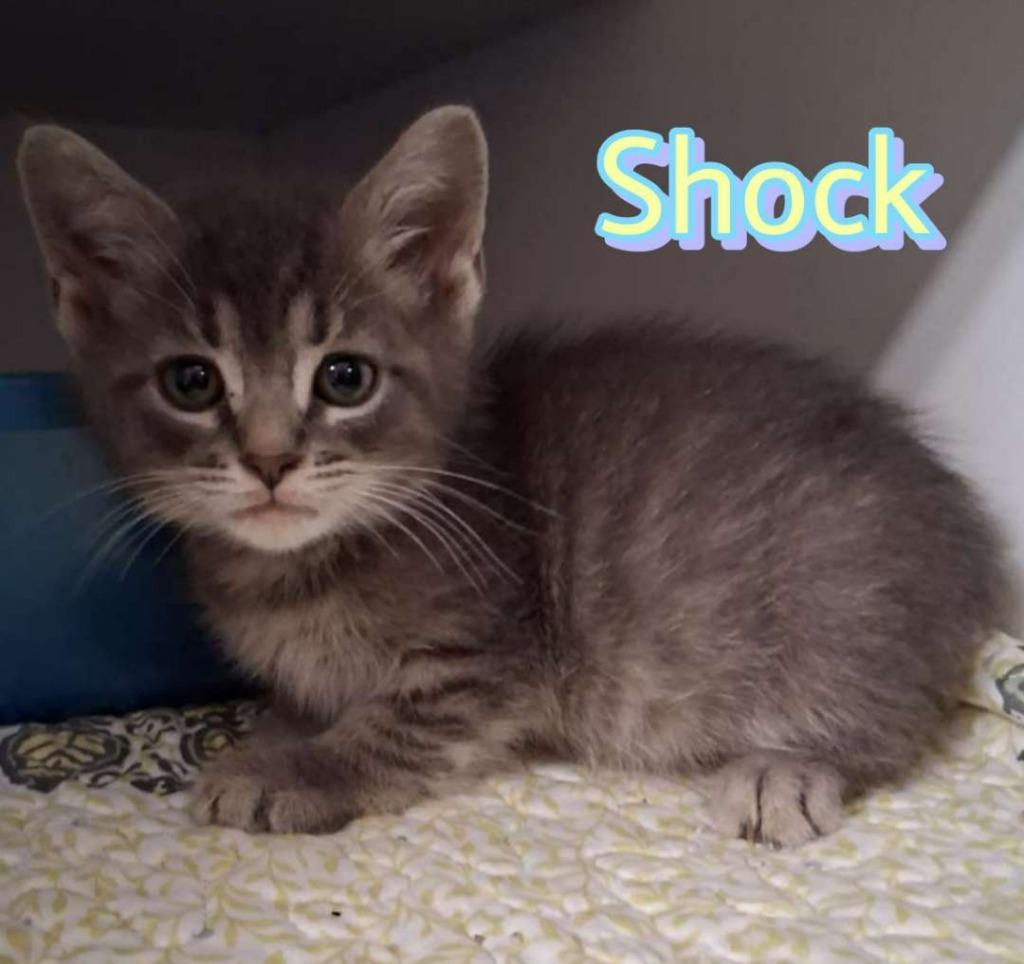 Enlarge Shock, a Adoptable Domestic Short Hair in Hillsboro, OH image 2/3