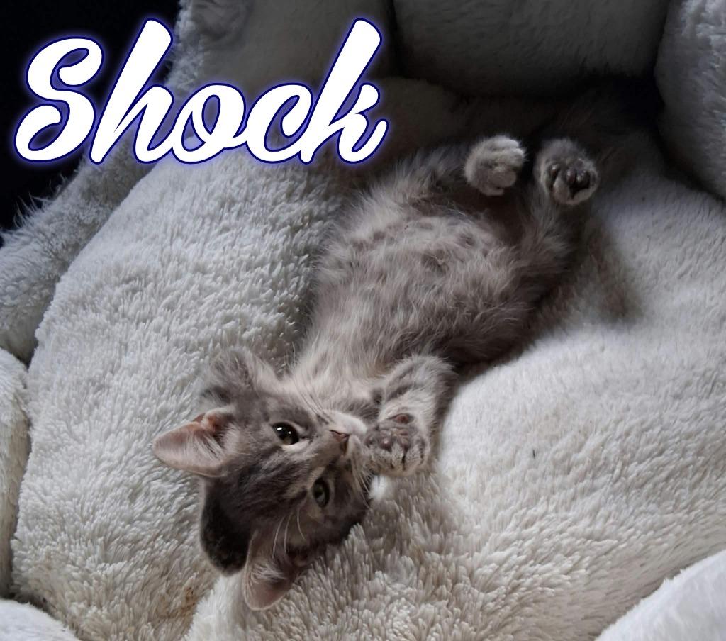Enlarge Shock, a Adoptable Domestic Short Hair in Hillsboro, OH image 3/3