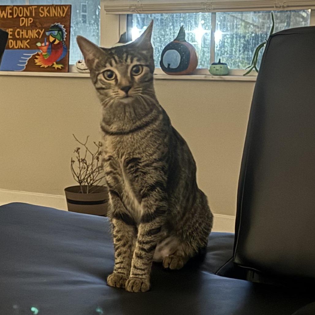 Paramount, a Adoptable Domestic Short Hair in Gainesville, FL image 1/5