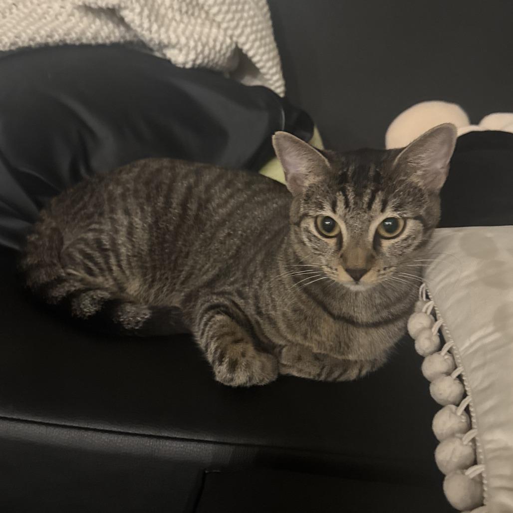 Paramount, a Adoptable Domestic Short Hair in Gainesville, FL image 2/5