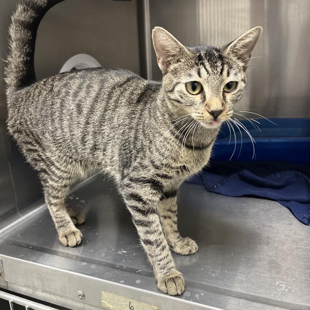 Paramount, a Adoptable Domestic Short Hair in Gainesville, FL image 3/5