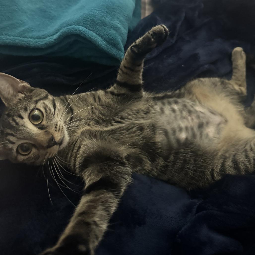 Paramount, a Adoptable Domestic Short Hair in Gainesville, FL image 4/5