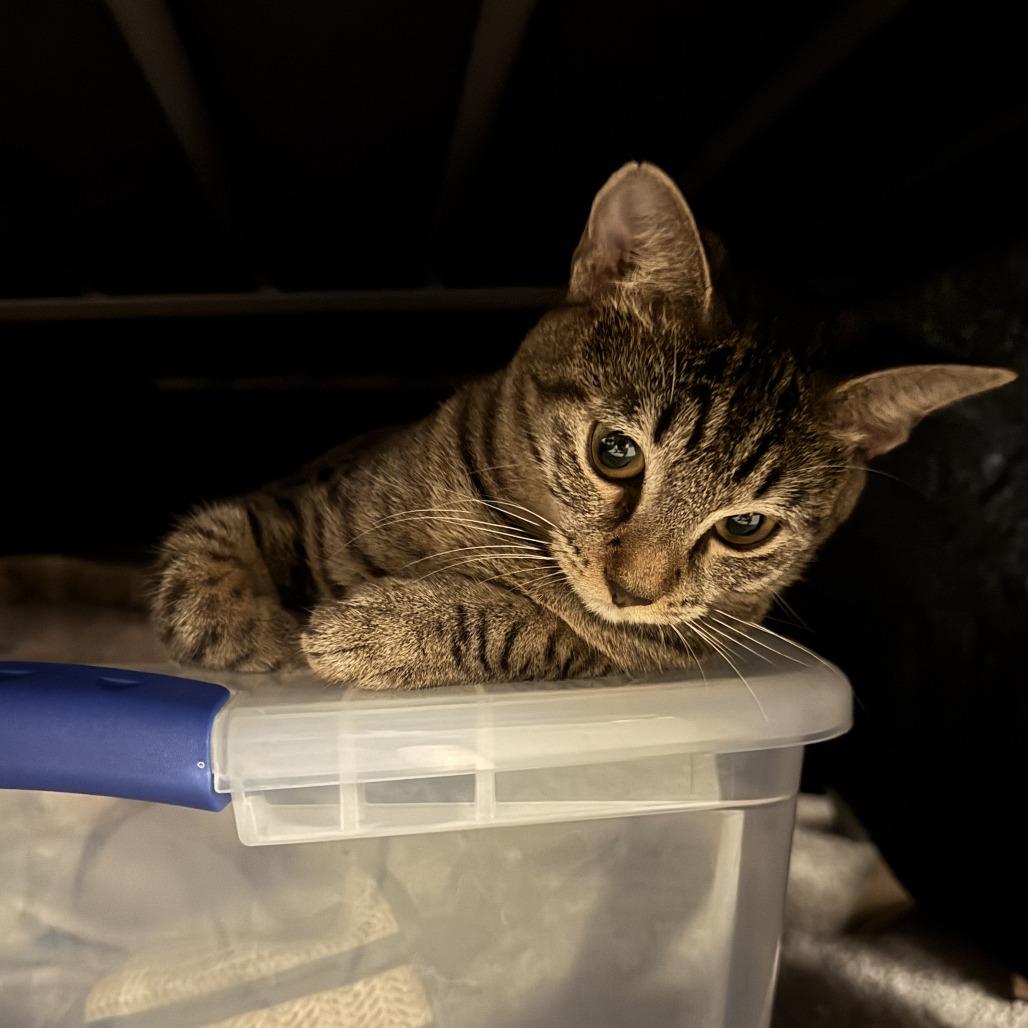 Paramount, a Adoptable Domestic Short Hair in Gainesville, FL image 5/5