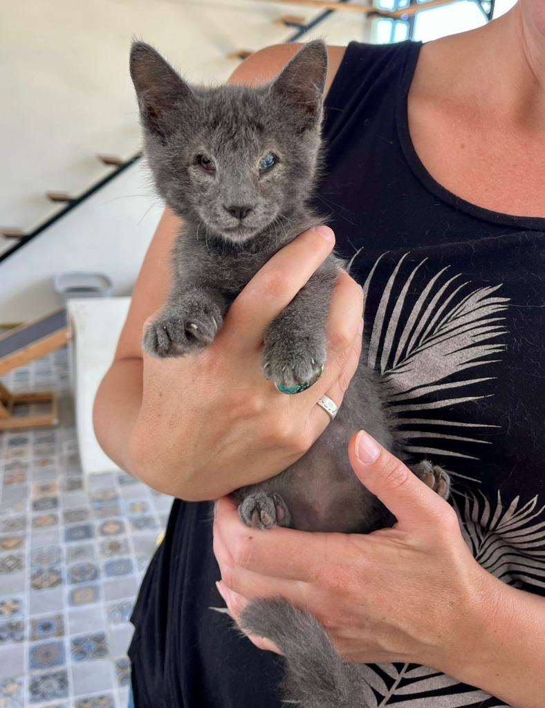 Cosmo, Baby Male Domestic Short Hair