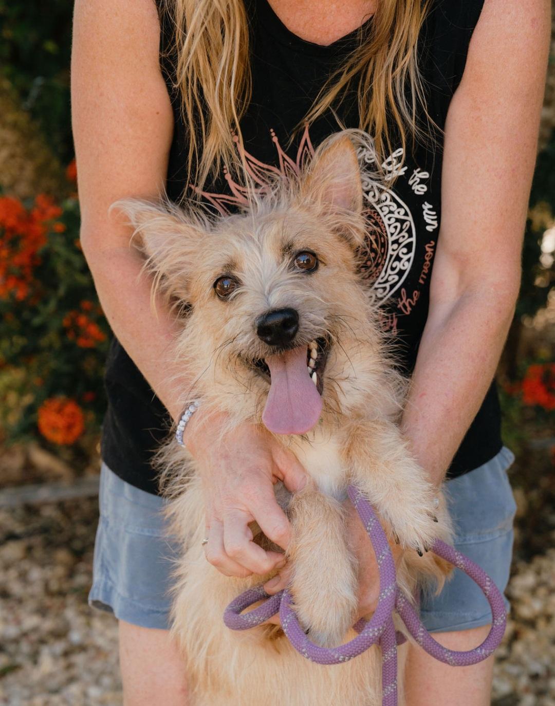 Enlarge Benji, a Adoptable mixed breed in Annapolis, MD image 2/6