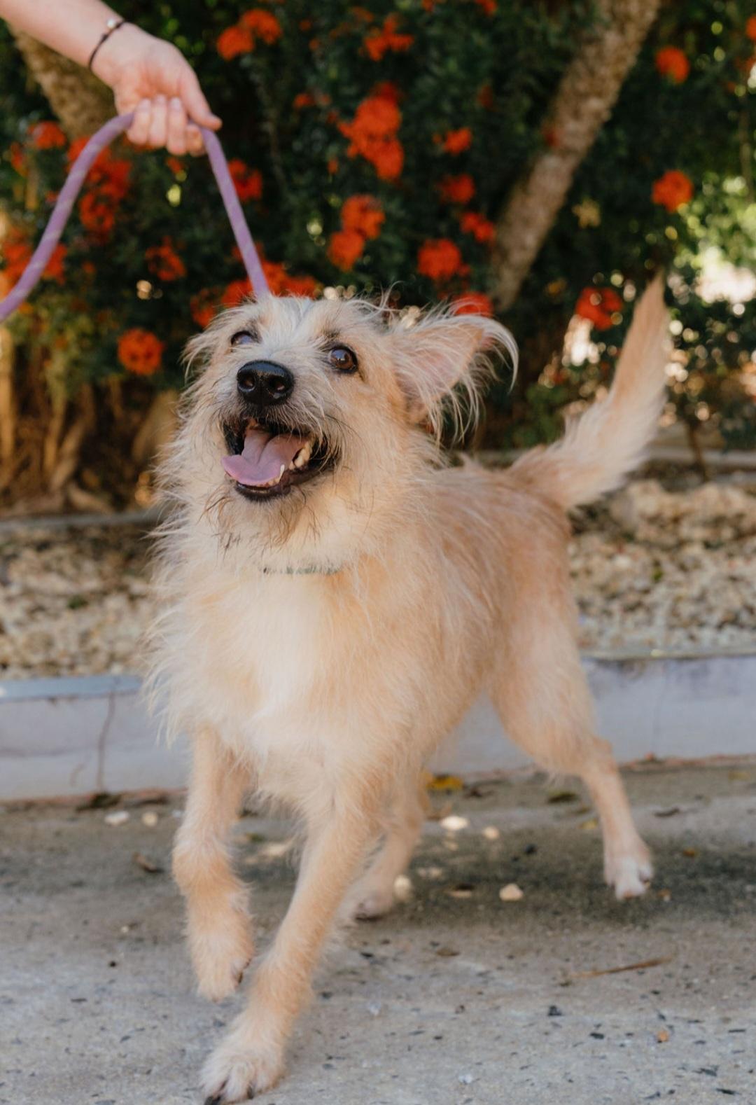 Enlarge Benji, a Adoptable mixed breed in Annapolis, MD image 4/6