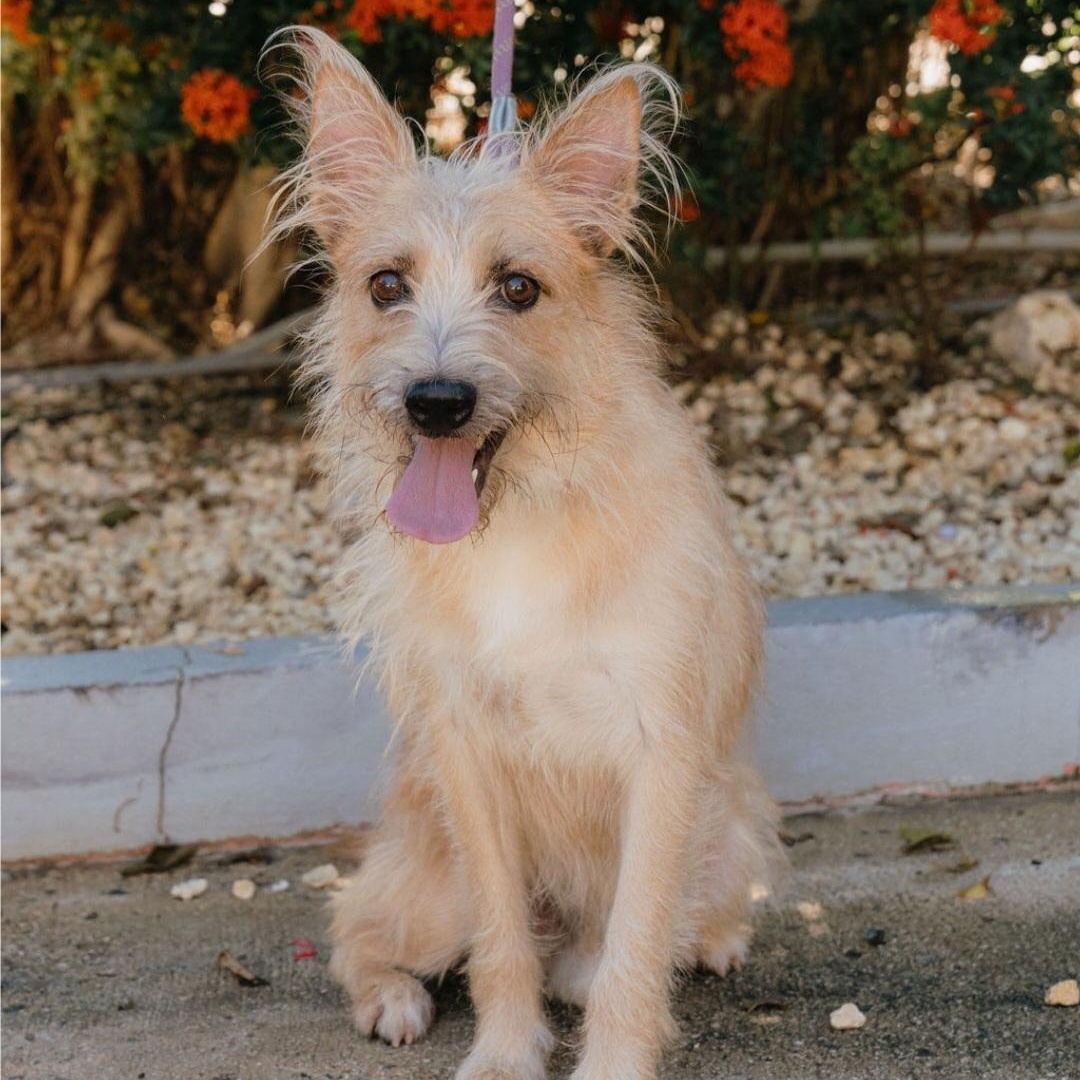 Enlarge Benji, a Adoptable mixed breed in Annapolis, MD image 3/6