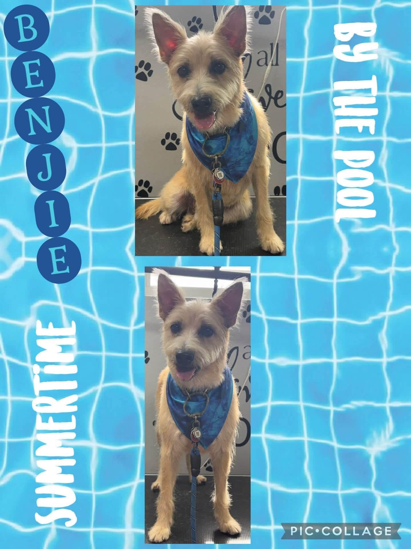 Enlarge Benji, a Adoptable mixed breed in Annapolis, MD image 5/6