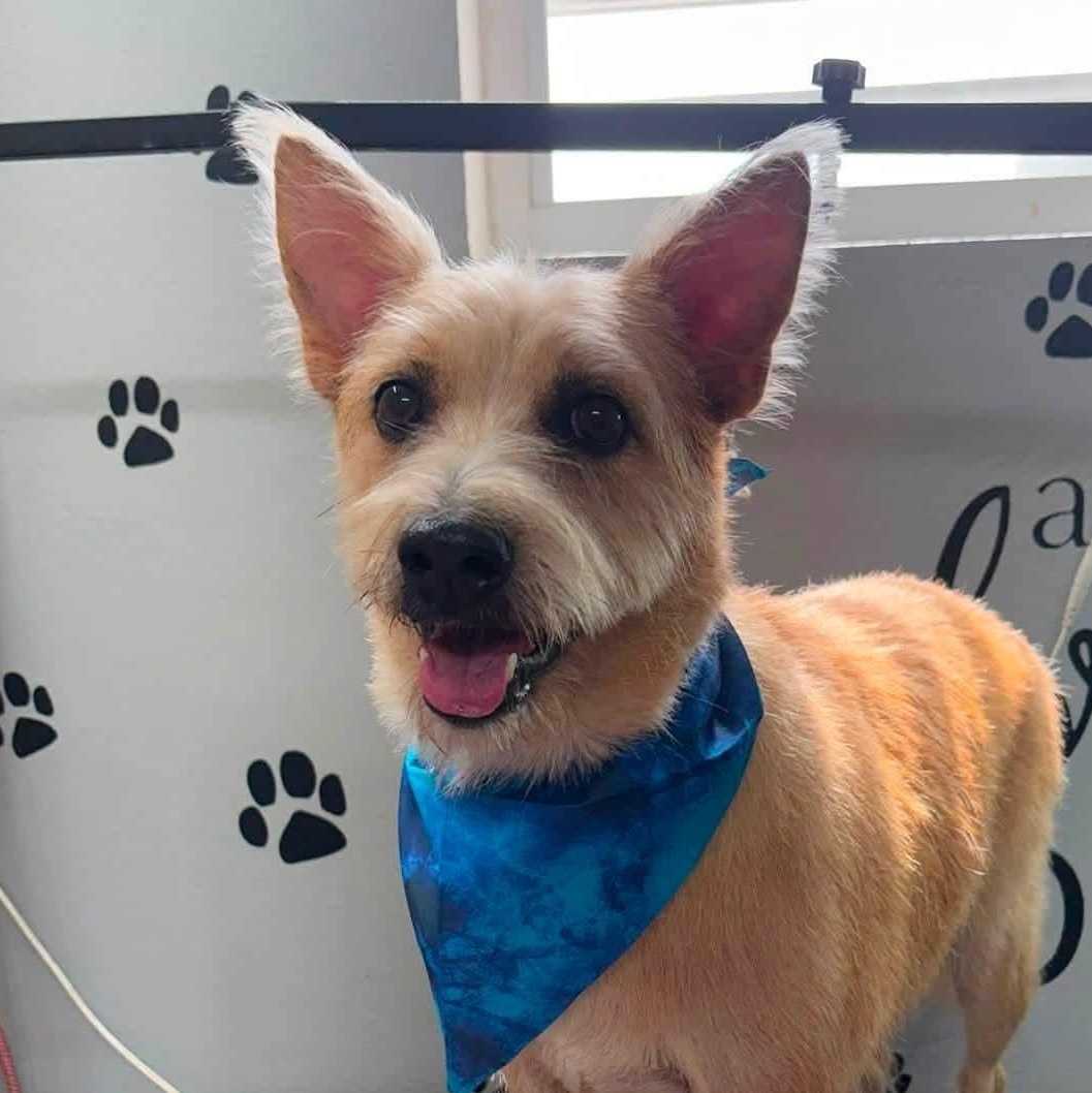 Enlarge Benji, a Adoptable mixed breed in Annapolis, MD image 1/6