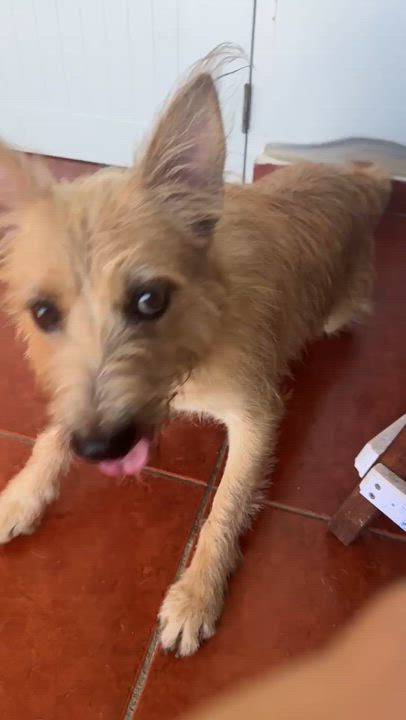Enlarge Benji, a Adoptable mixed breed in Annapolis, MD video 6/6