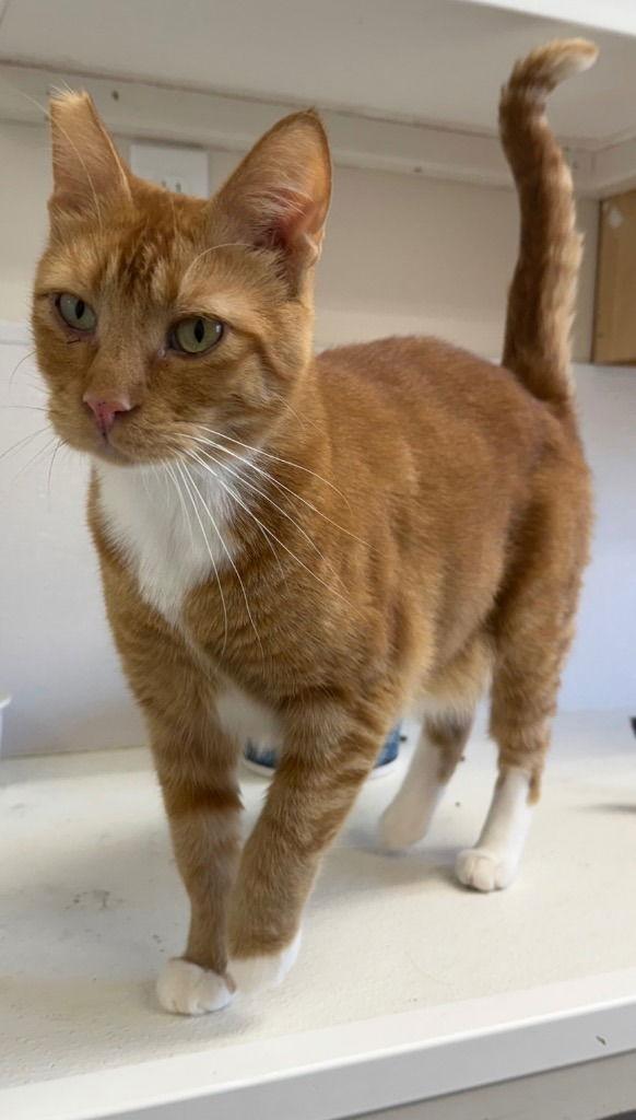 Enlarge Obi, a Adopted Domestic Short Hair in Emmett, ID image 1/1