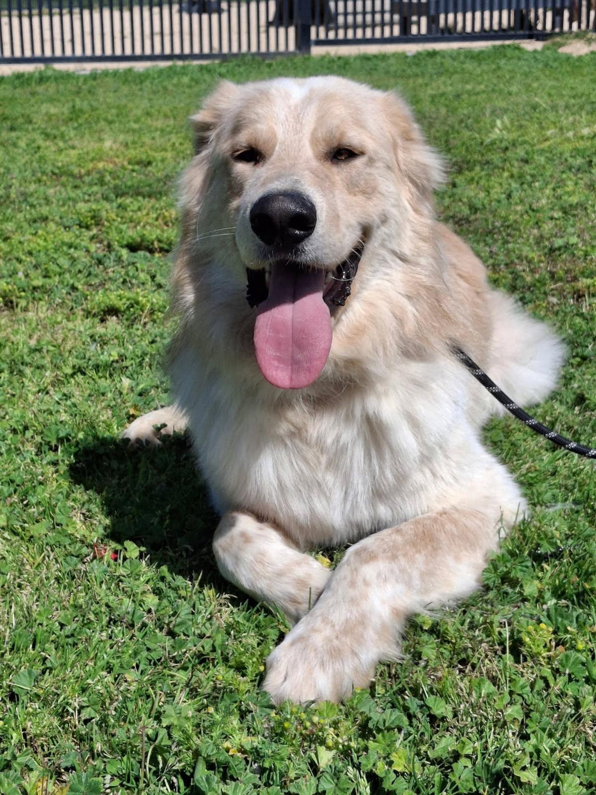 Benji, an adopted Great Pyrenees in Oakland, CA image 1/3
