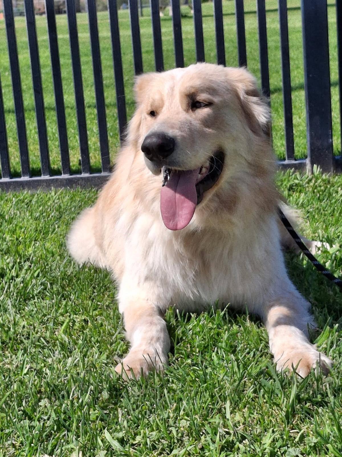 Benji, an adopted Great Pyrenees in Oakland, CA image 2/3