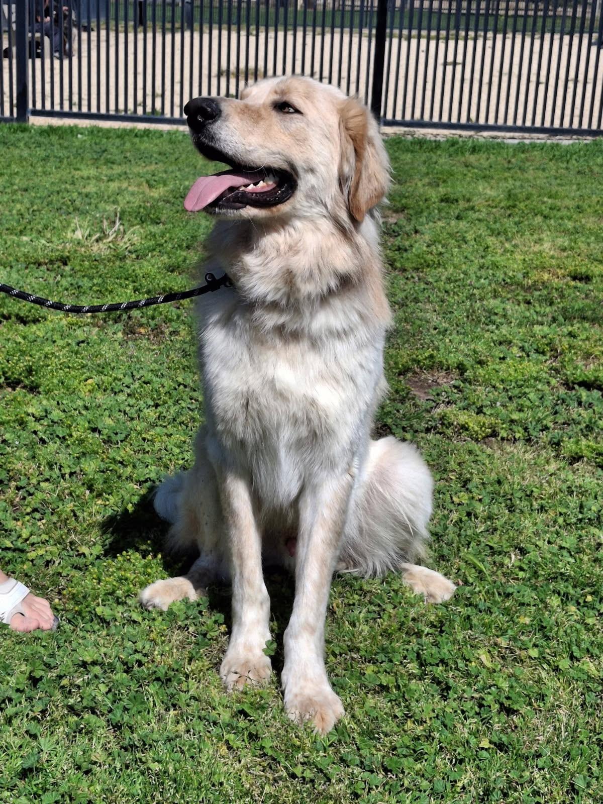 Benji, an adopted Great Pyrenees in Oakland, CA image 3/3