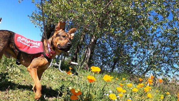 Enlarge Galan (mcas), a Adoptable mixed breed in Troutdale, OR image 1/1