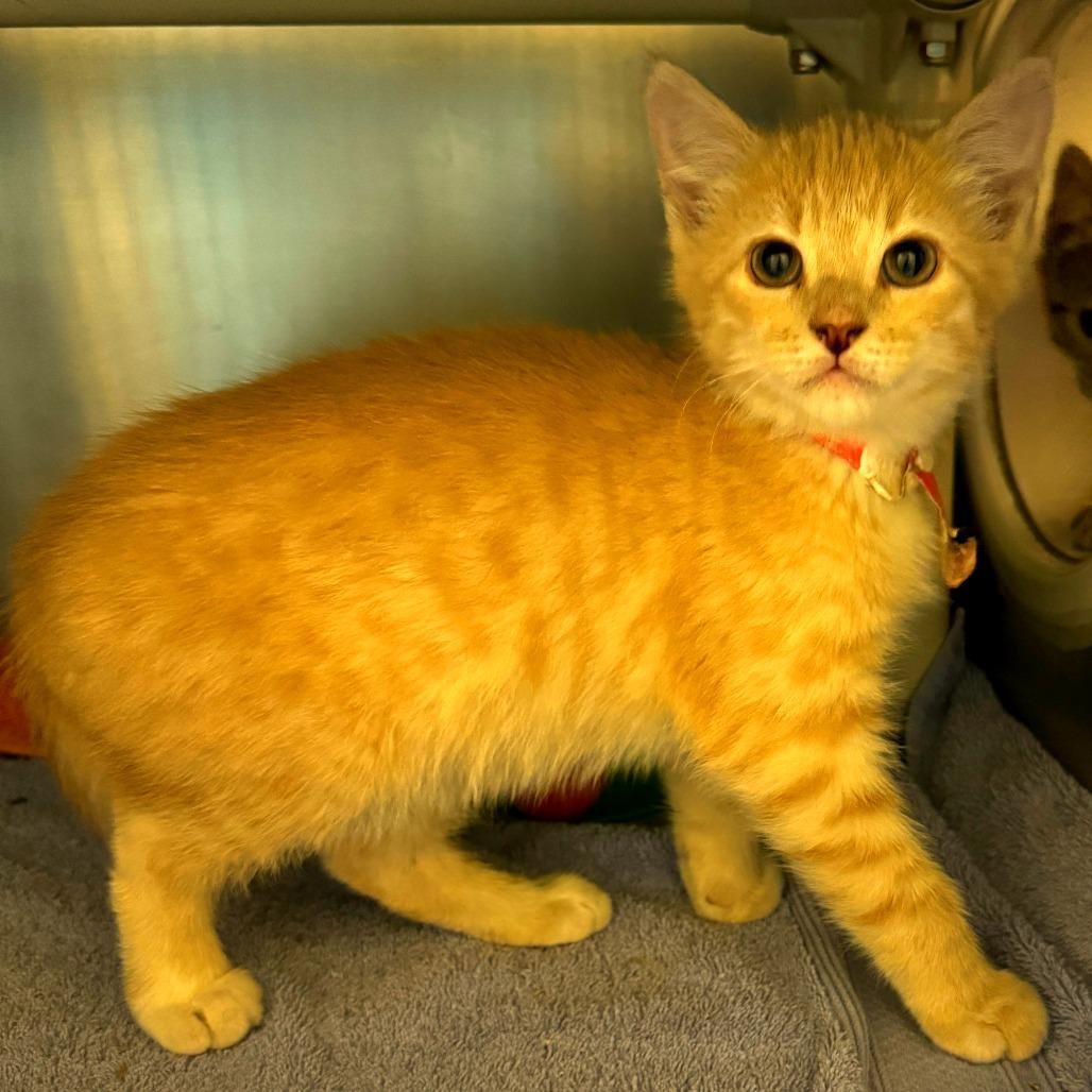 Drive Shaft, Adoptable, Kitten Male Domestic Short Hair.