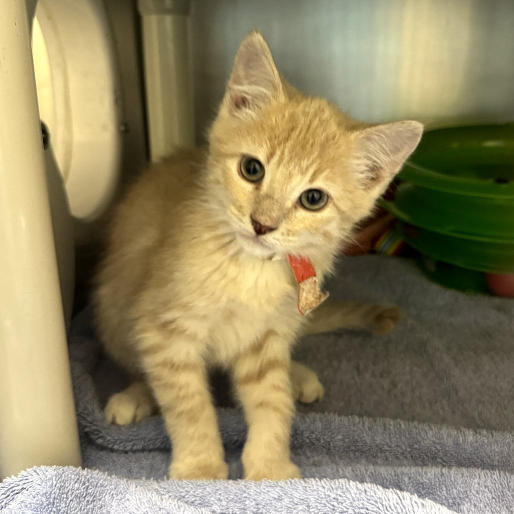 Drive Shaft, a Adoptable Domestic Short Hair in Cheyenne, WY image 2/2