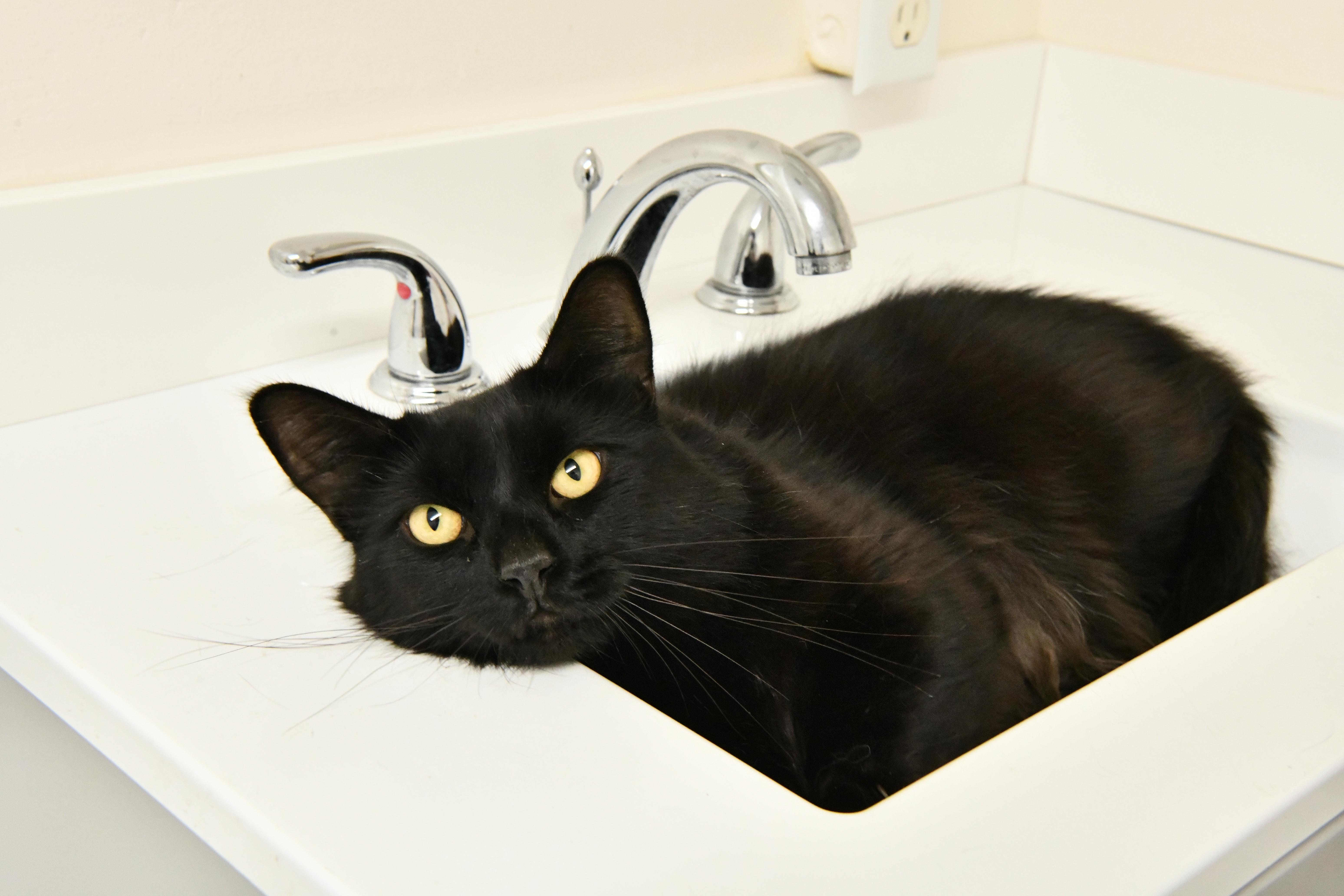 Sir Bob, ADOPTABLE, Young Male Domestic Medium Hair.