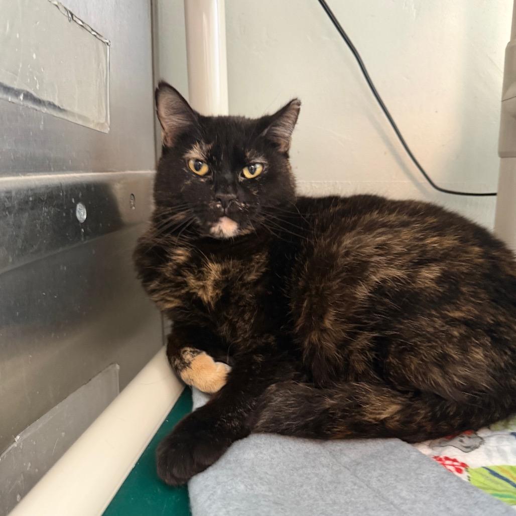 Mamacita New Mexico, Adoptable, Adult Female Domestic Short Hair.