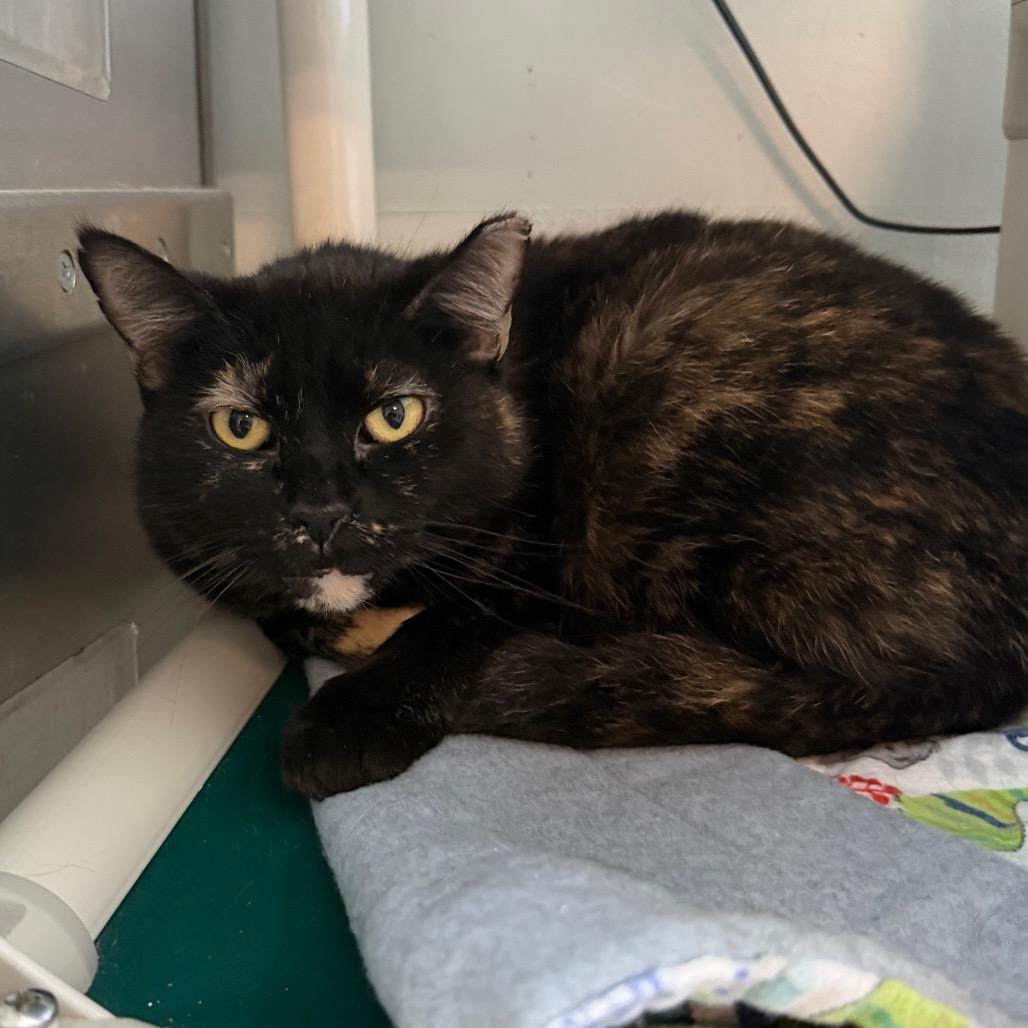 Enlarge Mamacita New Mexico, a Adoptable Domestic Short Hair in Denver, CO image 2/6