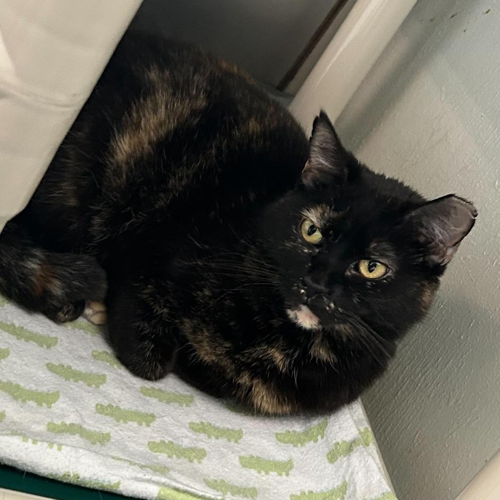 Enlarge Mamacita New Mexico, a Adoptable Domestic Short Hair in Denver, CO image 3/6