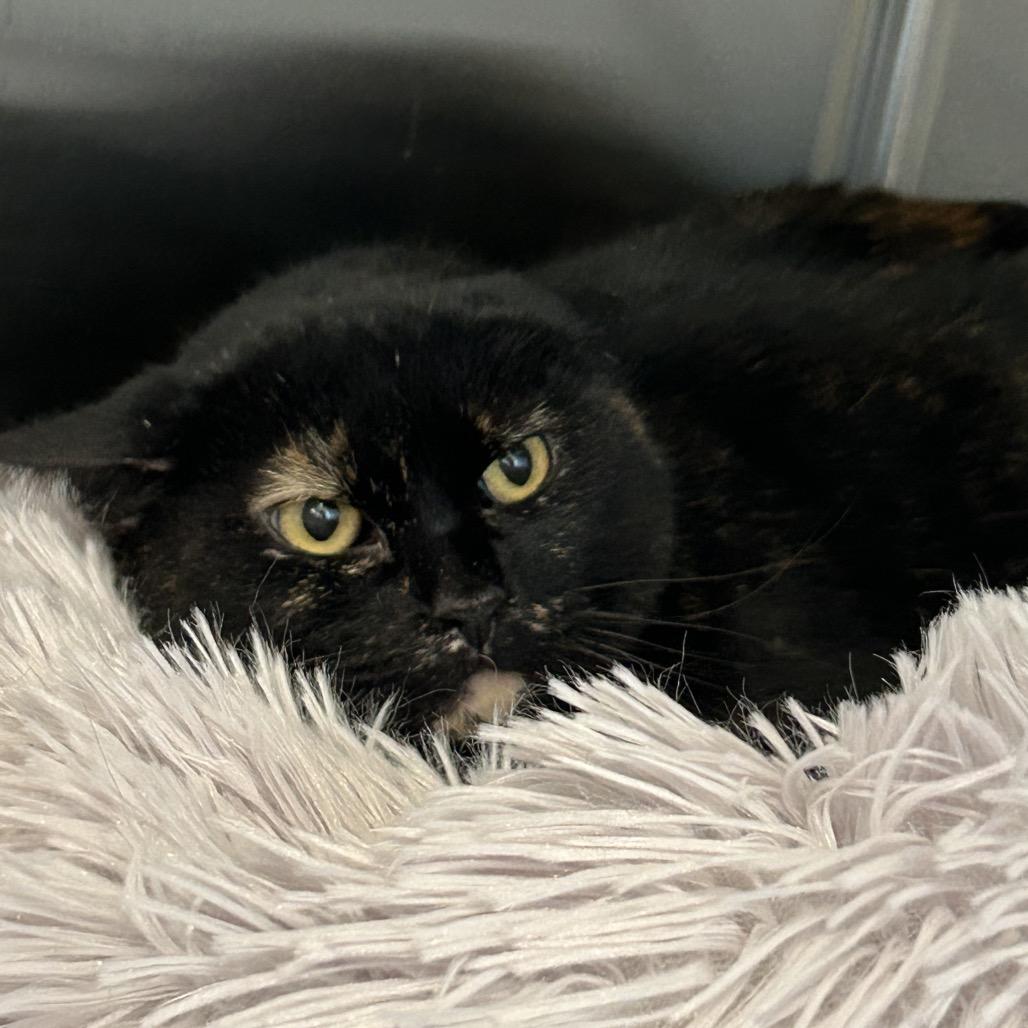 Enlarge Mamacita New Mexico, a Adoptable Domestic Short Hair in Denver, CO image 4/6