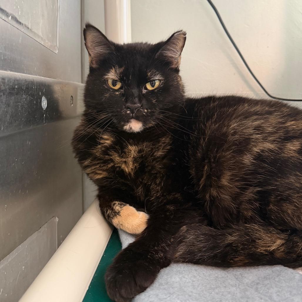 Enlarge Mamacita New Mexico, a Adoptable Domestic Short Hair in Denver, CO image 5/6