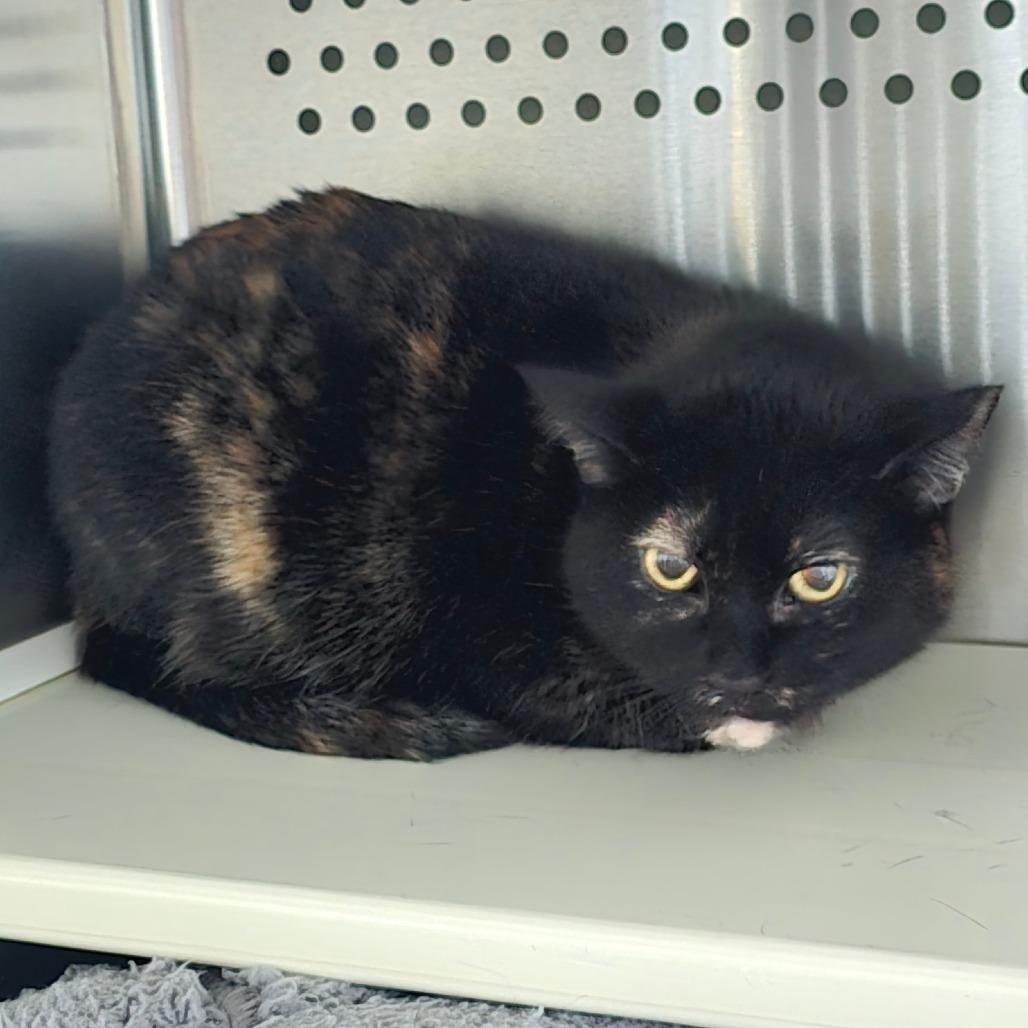 Enlarge Mamacita New Mexico, a Adoptable Domestic Short Hair in Denver, CO image 6/6