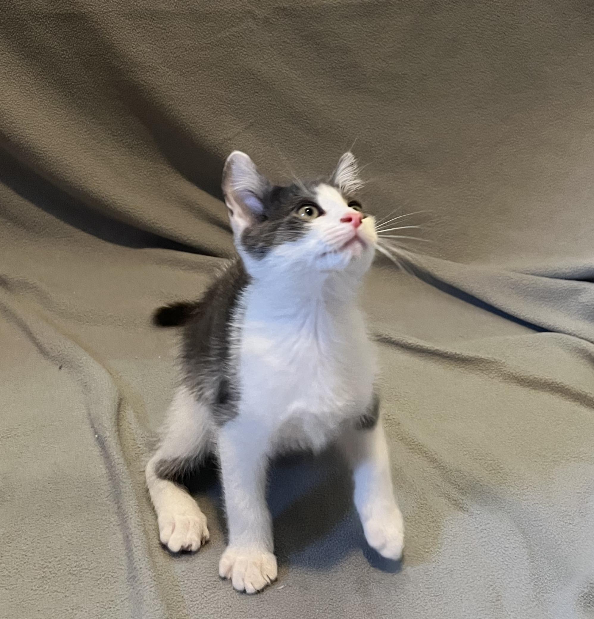 Spangle, an adopted Domestic Short Hair in Mount Prospect, IL image 2/4