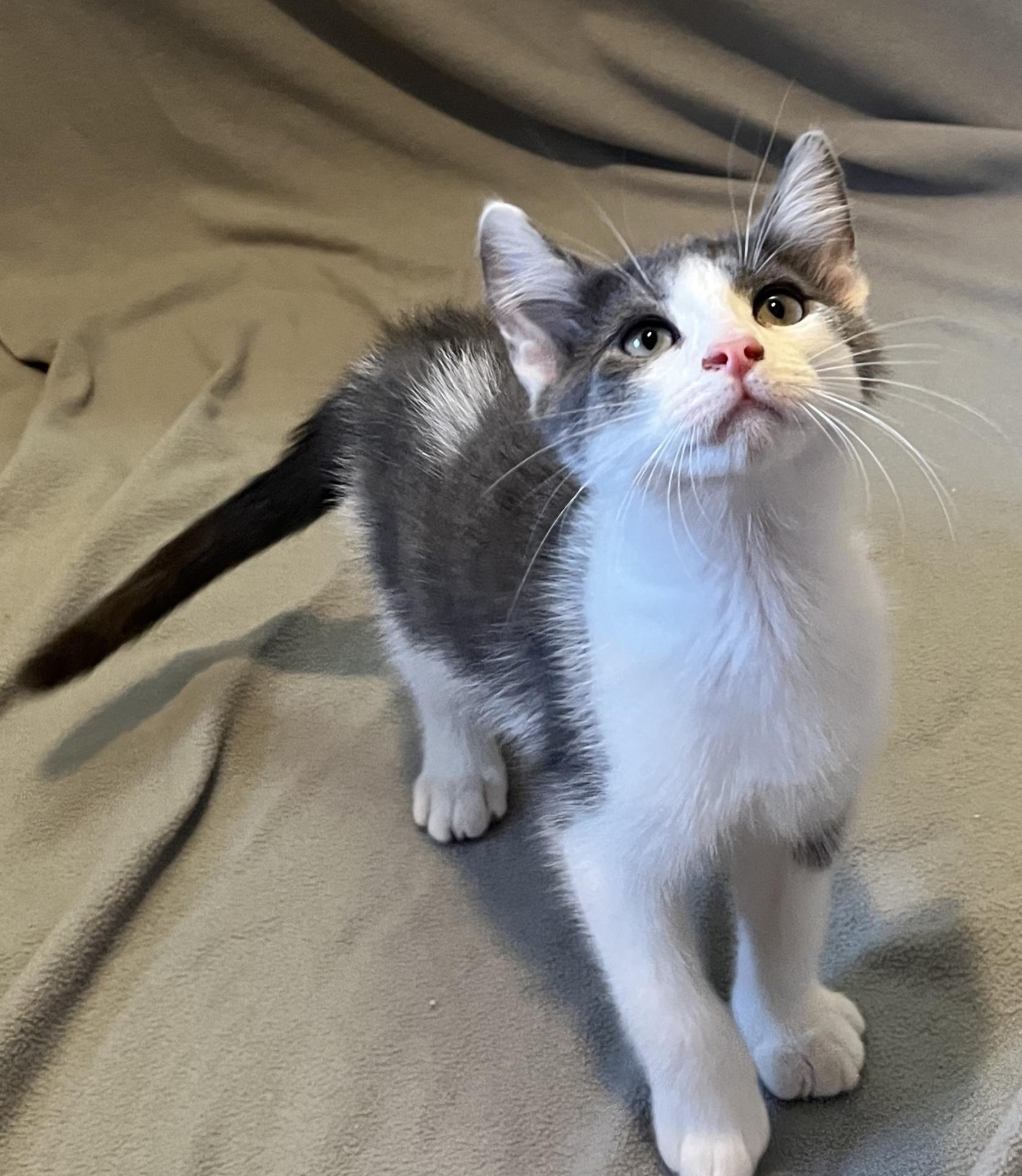 Spangle, an adopted Domestic Short Hair in Mount Prospect, IL image 3/4