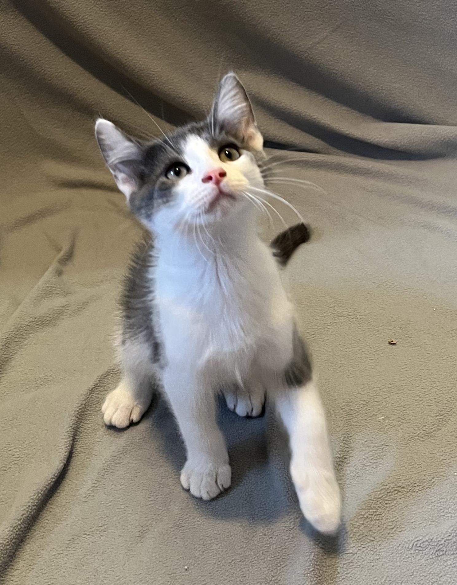 Spangle, an adopted Domestic Short Hair in Mount Prospect, IL image 4/4