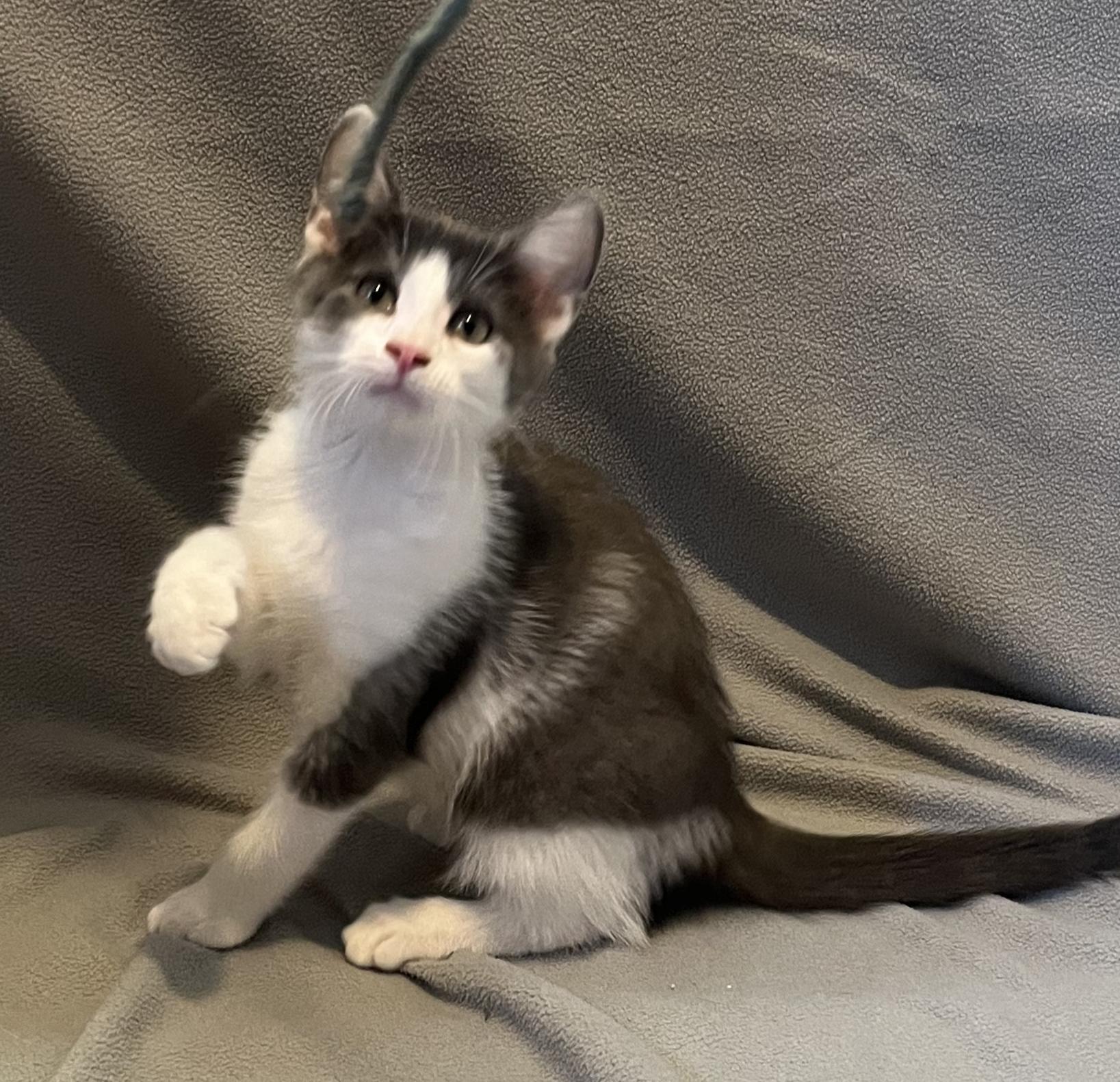 Spangle, Adoptable, Kitten Male Domestic Short Hair.