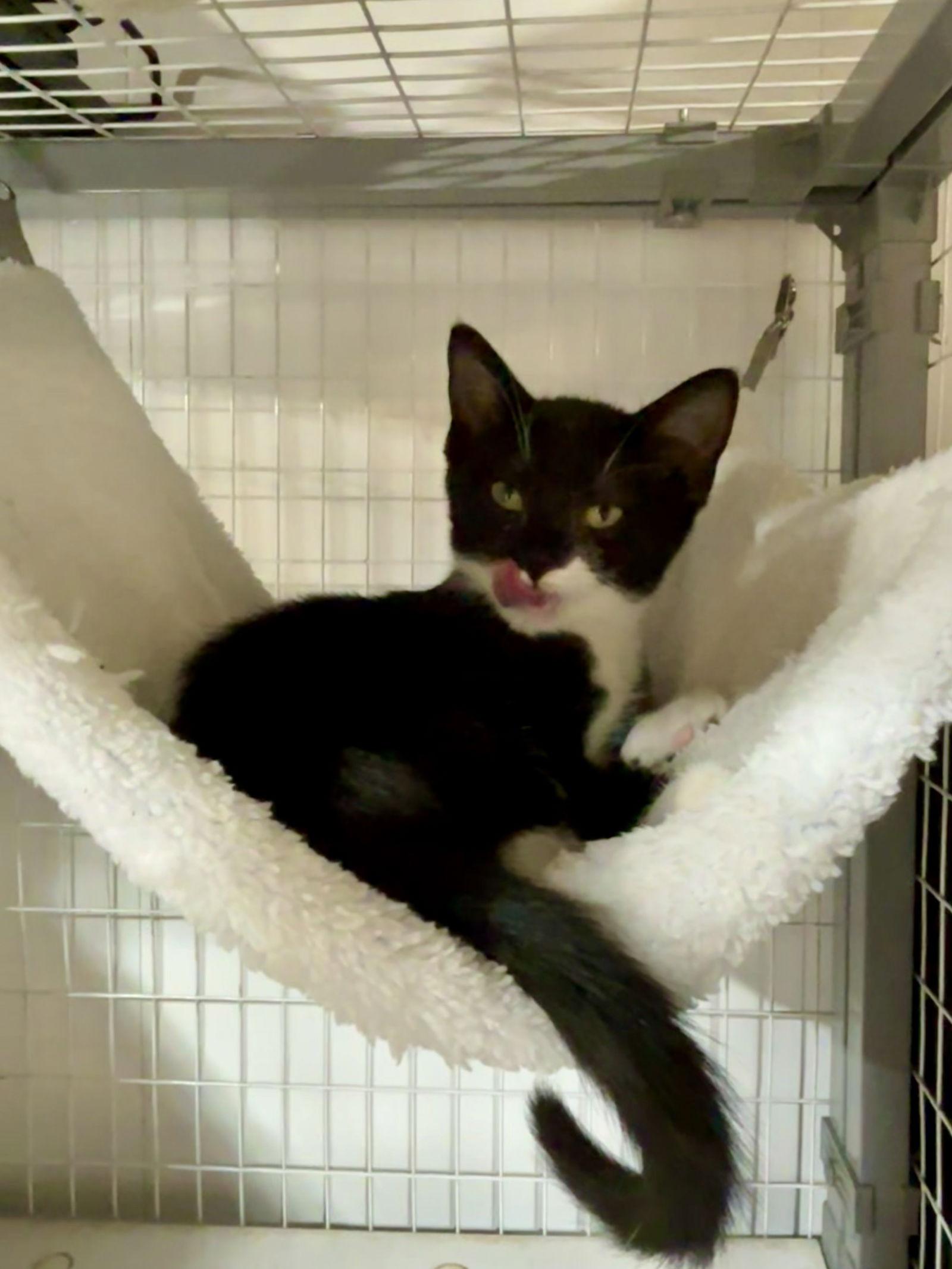 Special Spice- The Autumn Litter, Adoptable, Kitten Male Tuxedo.