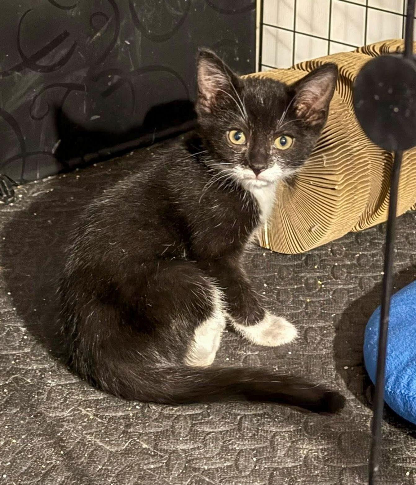 Enlarge Special Spice- The Autumn Litter, a Adoptable Tuxedo in Mattoon, IL image 2/3