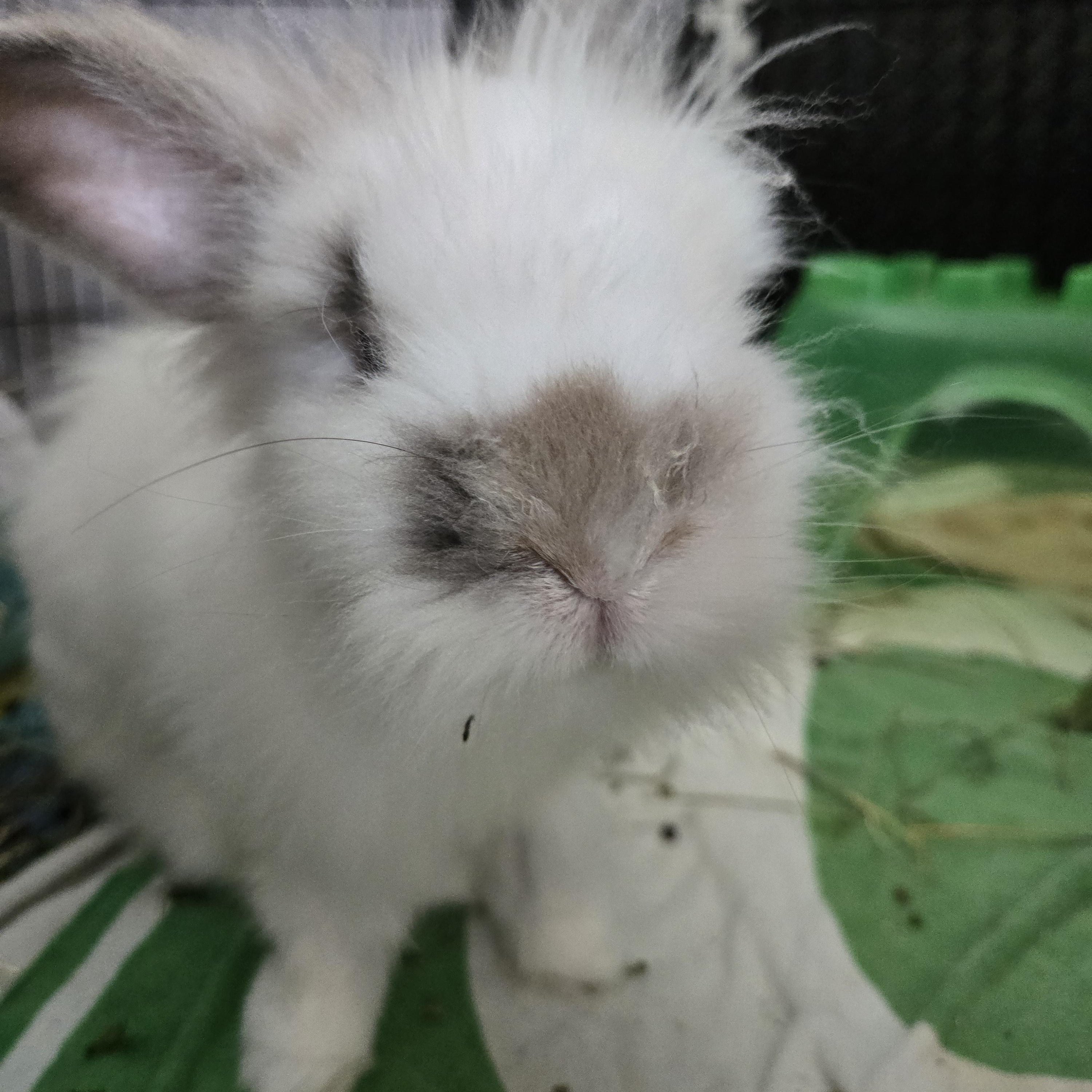 Bunners, Adoptable, Adult Male Angora Rabbit.
