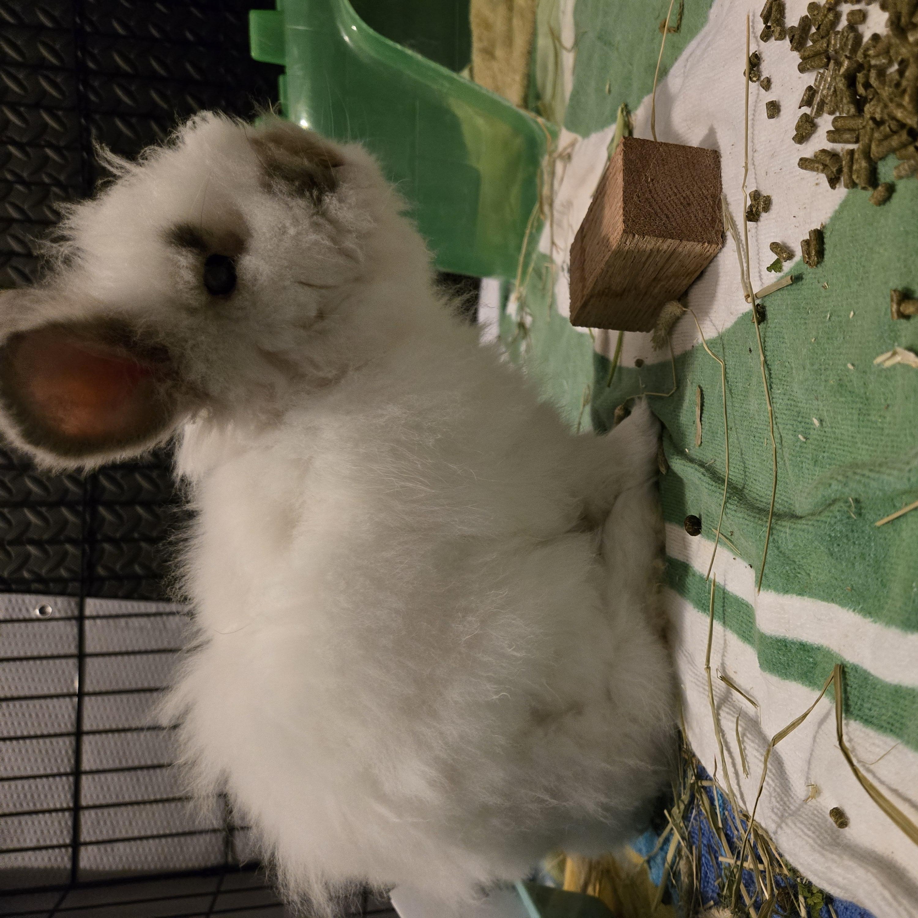Enlarge Bunners, a Adoptable Angora Rabbit in Philadelphia, PA image 2/2