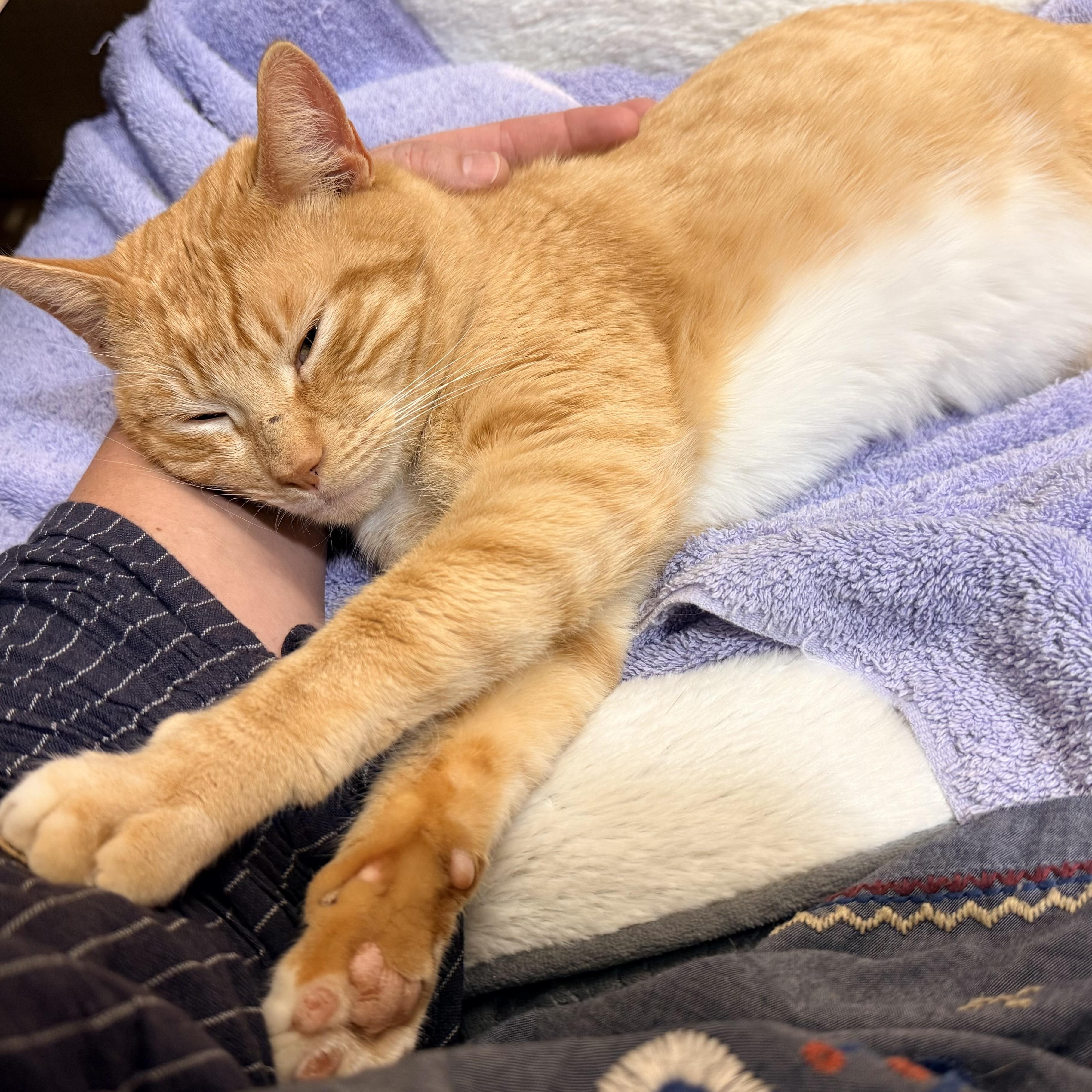 Chester, a Adoptable Domestic Short Hair in Mobile, AL image 2/5