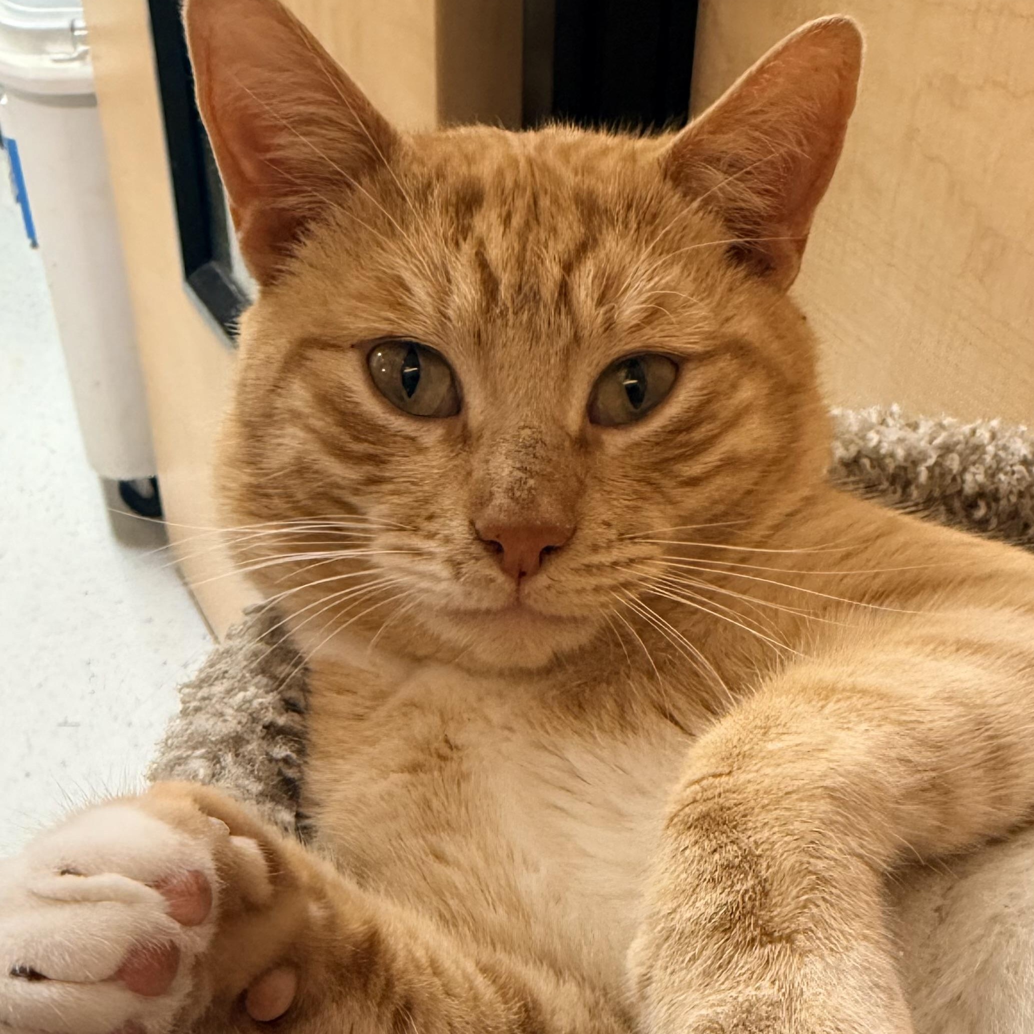 Chester, a Adoptable Domestic Short Hair in Mobile, AL image 4/5