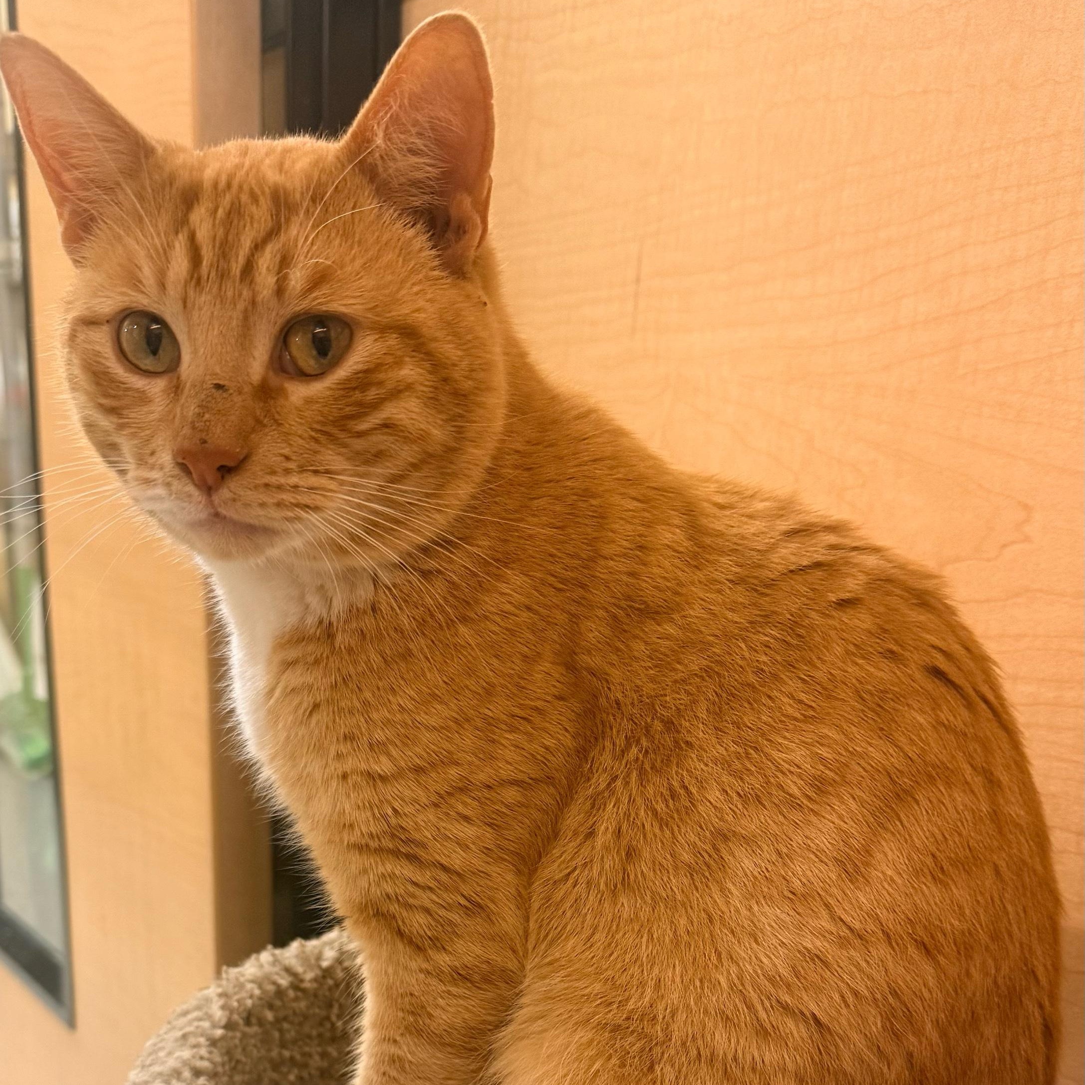 Chester, a Adoptable Domestic Short Hair in Mobile, AL image 5/5