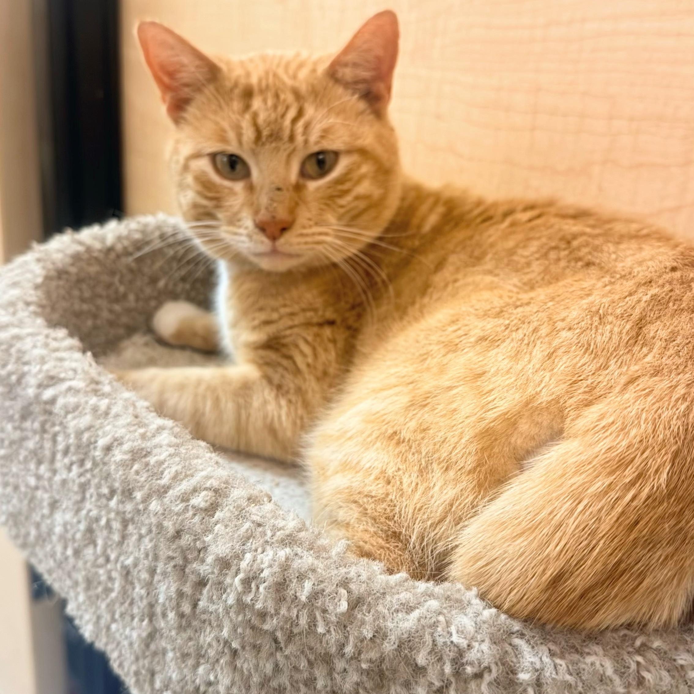 Chester, a Adoptable Domestic Short Hair in Mobile, AL image 1/5
