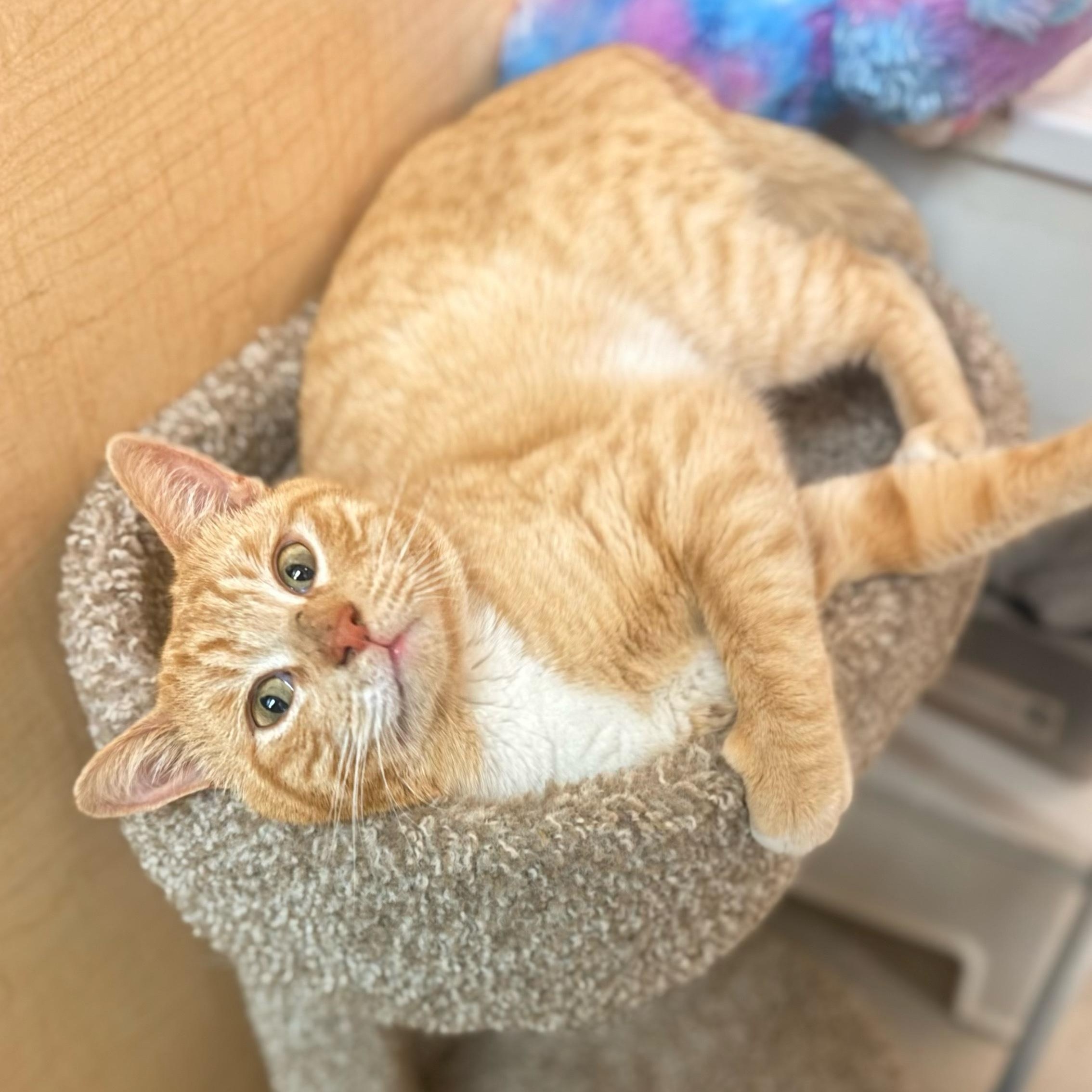 Chester, a Adoptable Domestic Short Hair in Mobile, AL image 3/5