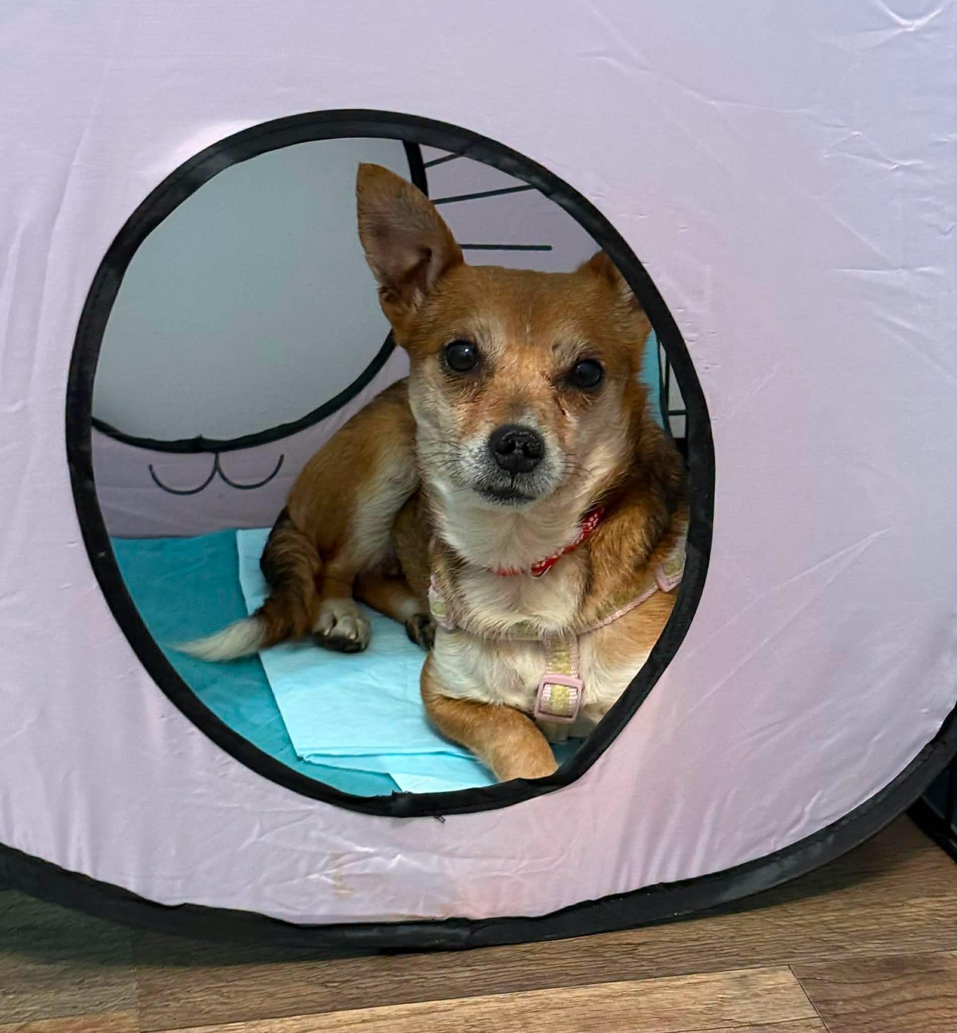 Grapefruit, Adoptable, Adult Female Chihuahua.