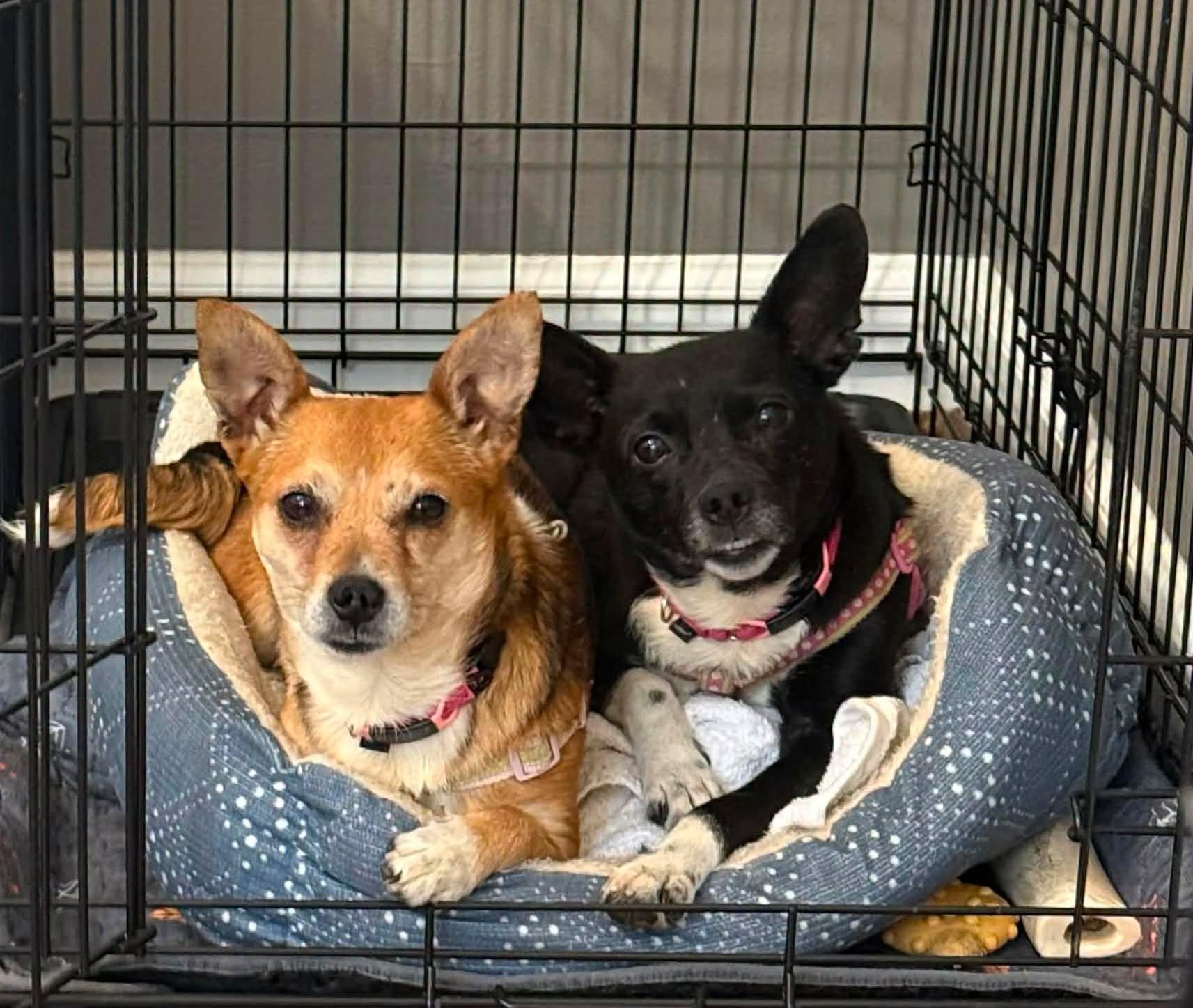 Enlarge Grapefruit, a Adoptable mixed breed in Yorktown, VA image 3/6
