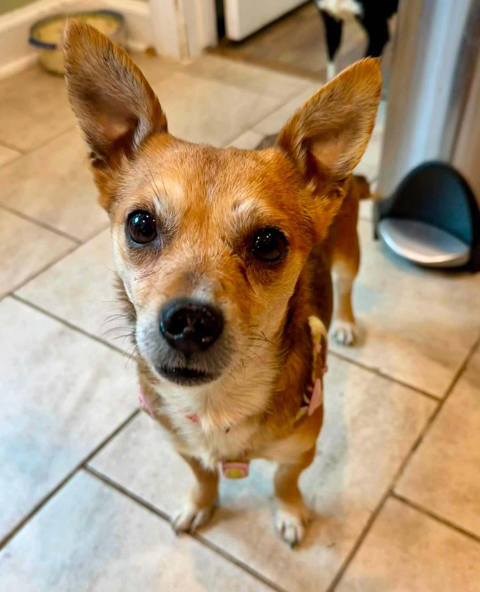 Enlarge Grapefruit, a Adoptable mixed breed in Yorktown, VA image 2/6