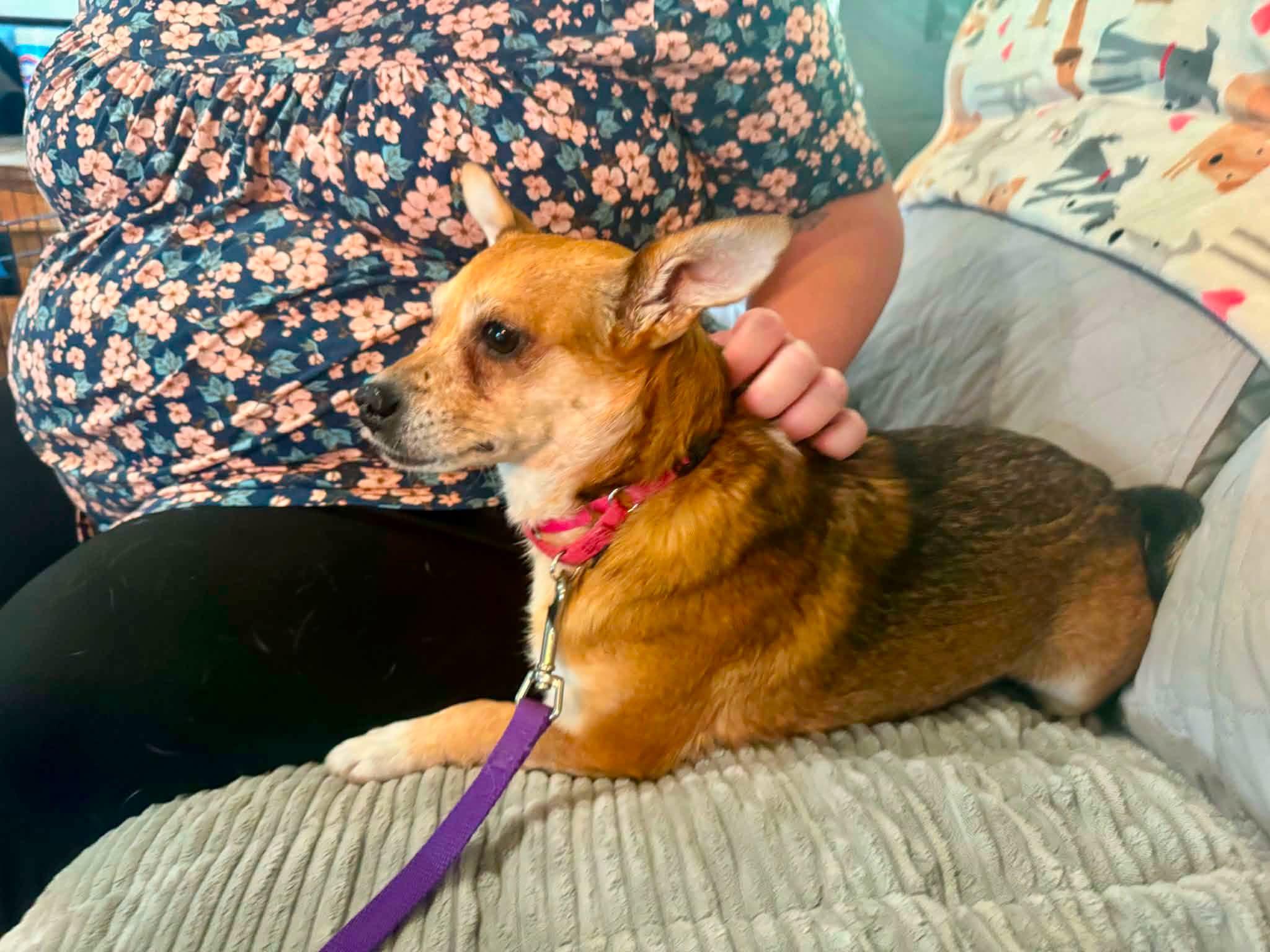 Enlarge Grapefruit, a Adoptable mixed breed in Yorktown, VA image 5/6