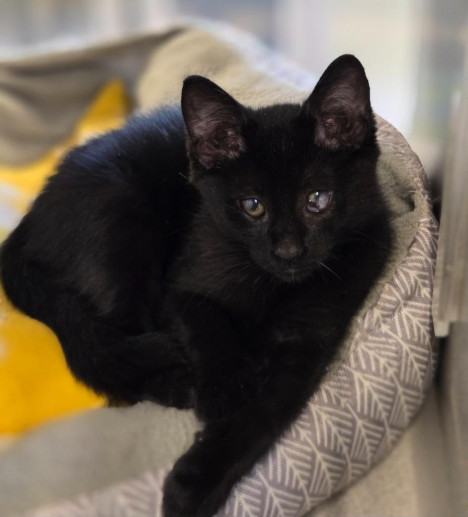 Olive, Adoptable, Kitten Female Domestic Short Hair.