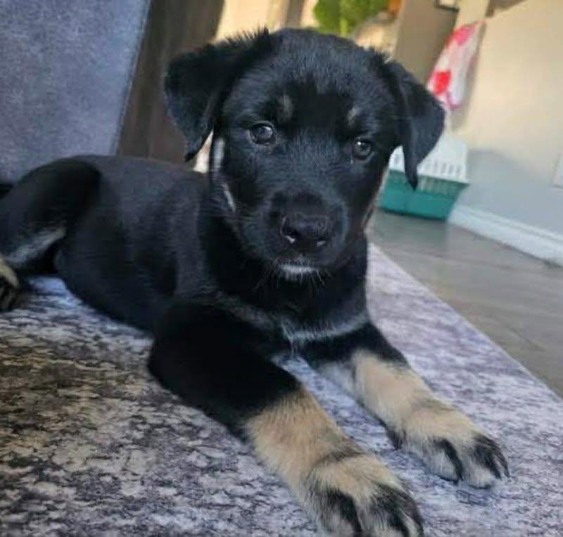 Enlarge Berry, an adopted mixed breed in Woodstock, ON image 1/1