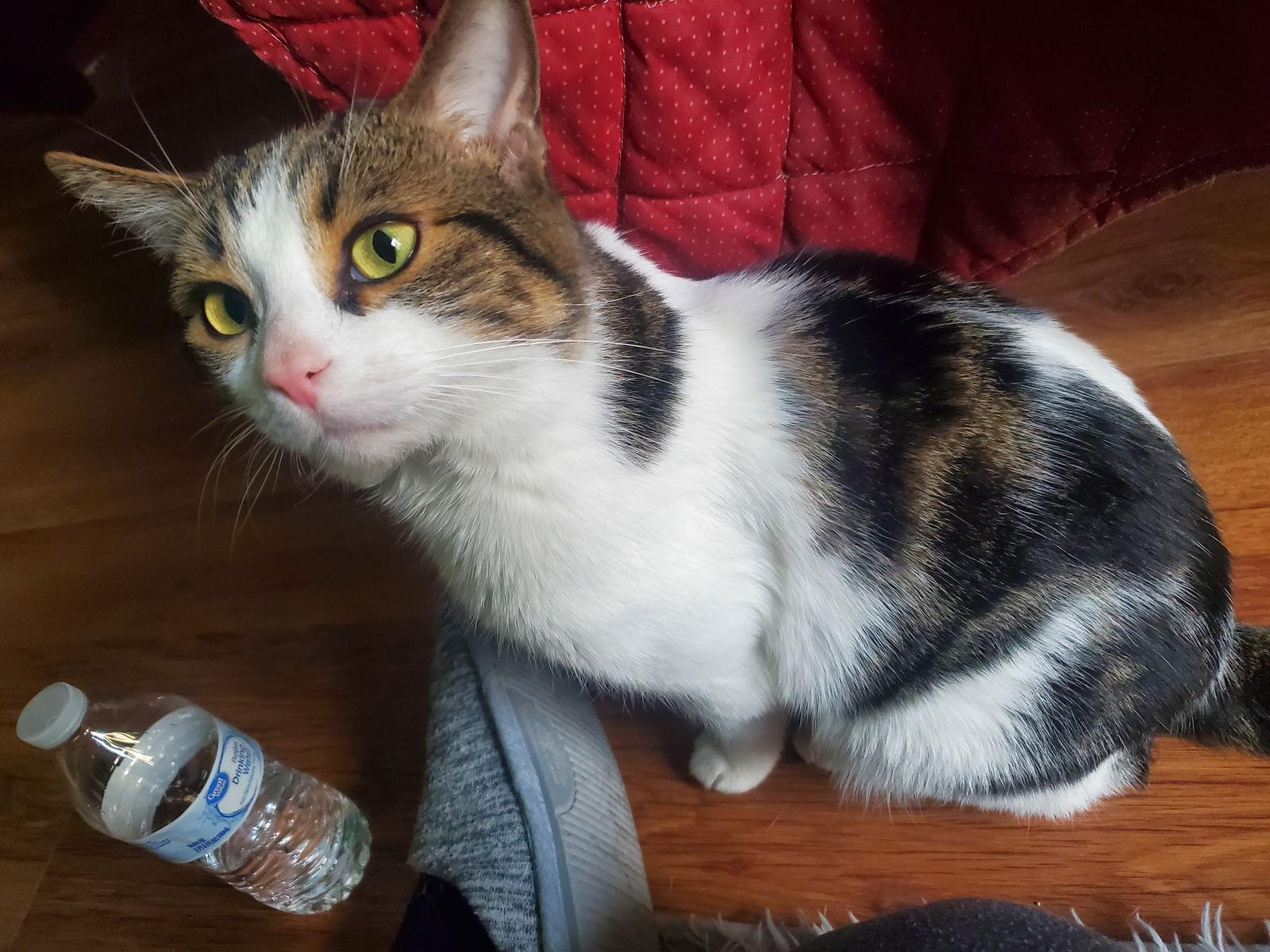 Mason (Bonded with Snowball), Adoptable, Adult Male Domestic Short Hair.