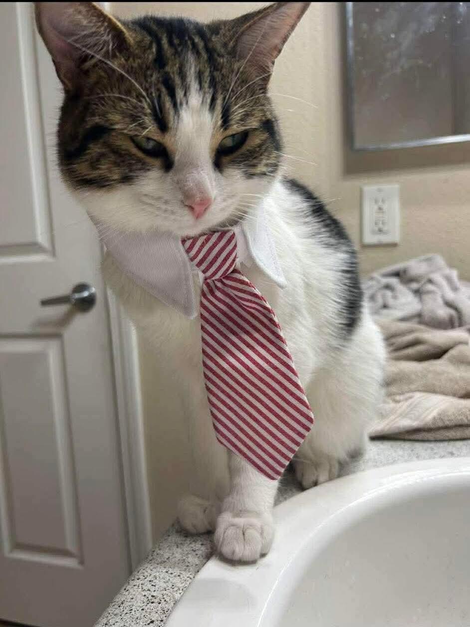 Enlarge Mason (Bonded with Snowball), a Adoptable Domestic Short Hair in Glendale, AZ image 3/3