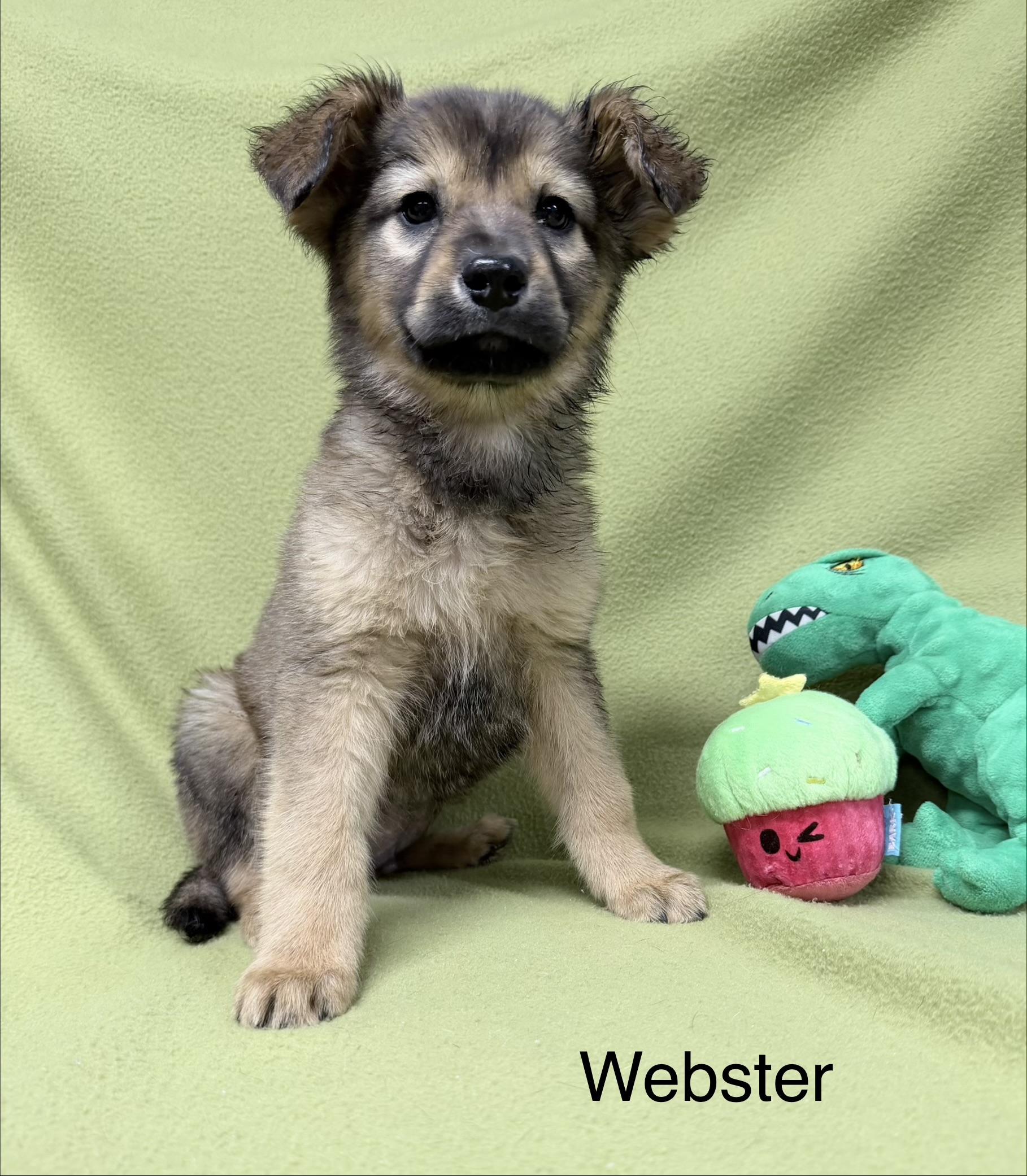 Webster, ADOPTABLE, Puppy Male German Shepherd Dog.